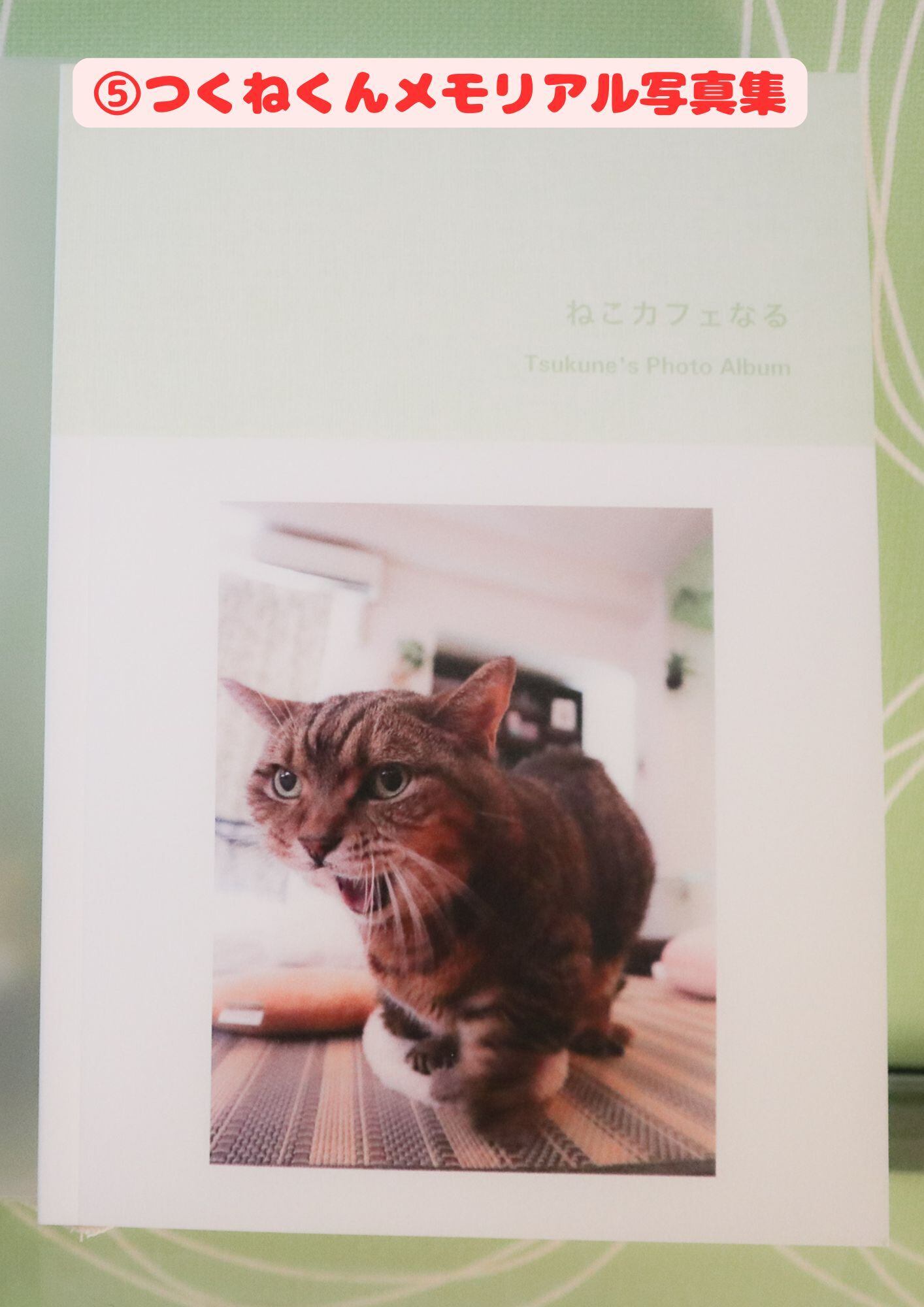 ねこカフェなる写真集 各種 | ねこｶﾌｪなる ｜長野の猫カフェ