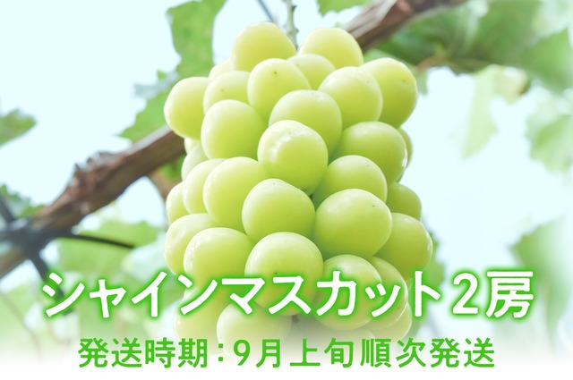岡山県産「奇跡の葡萄」マスカットジパング（800g前後）
