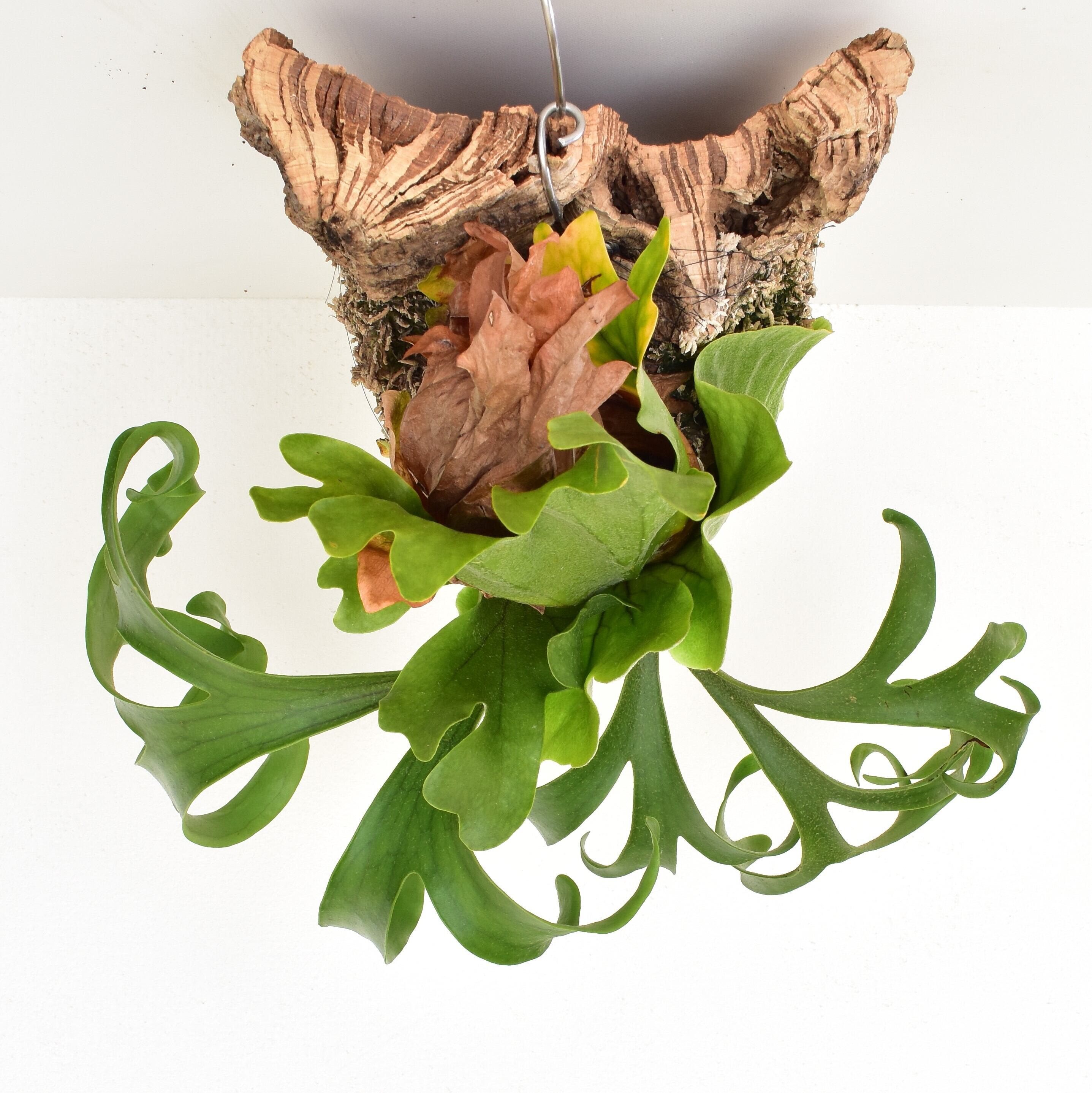 platycerium.coronarium dwarf ビカクシダ・コロナリウムドワーフ