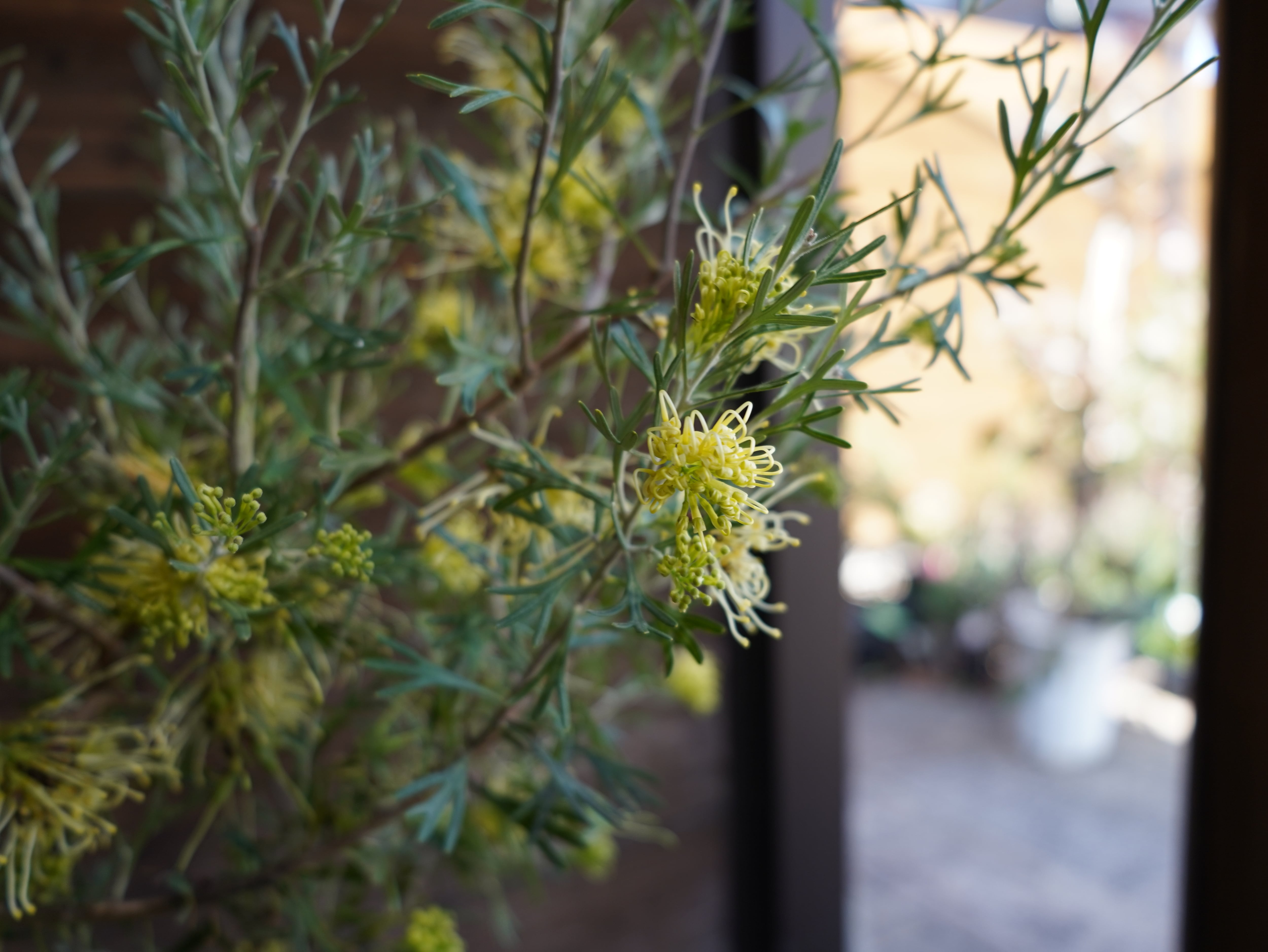 【現物】グレビレア　”レモンスプリーム”