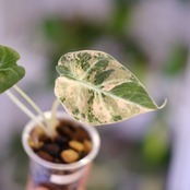 【美斑】Alocasia Black Velvet Pink Albo│アロカシア ブラックベルベット ピンクアルボ│観葉植物