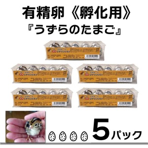 【有精卵】孵化用 豊橋産 日本うずらの卵 10個入り 5パック