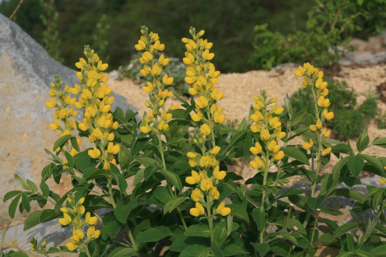 キバナ　センダイハギ（黄花千代萩）９〜１２ｃｍポット（花なし）【山野草】の画像02