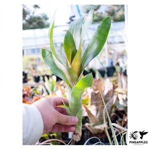 Neoregelia 'Rosea Striata'