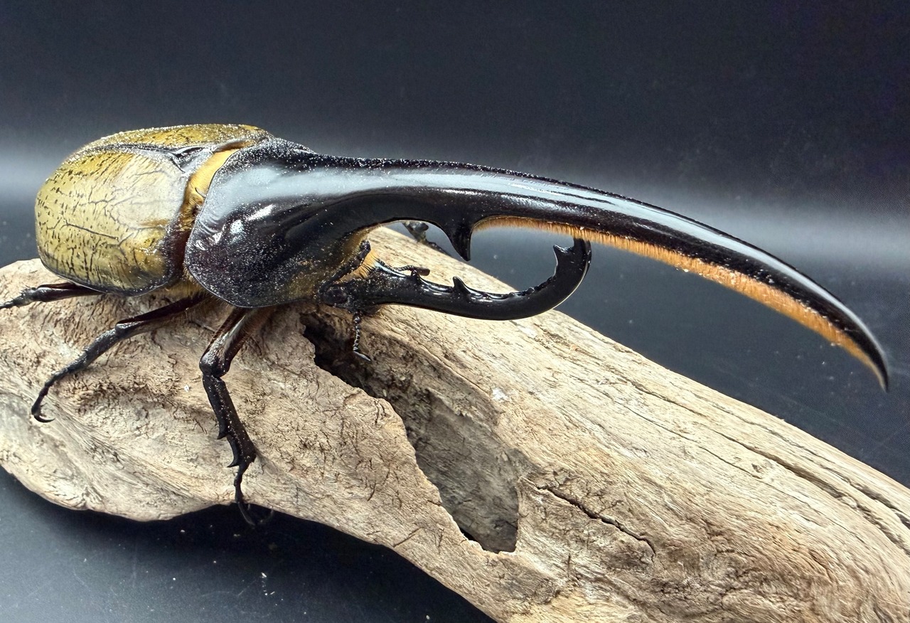 《ヘラクレス・ヘラクレス 147mm ペア》