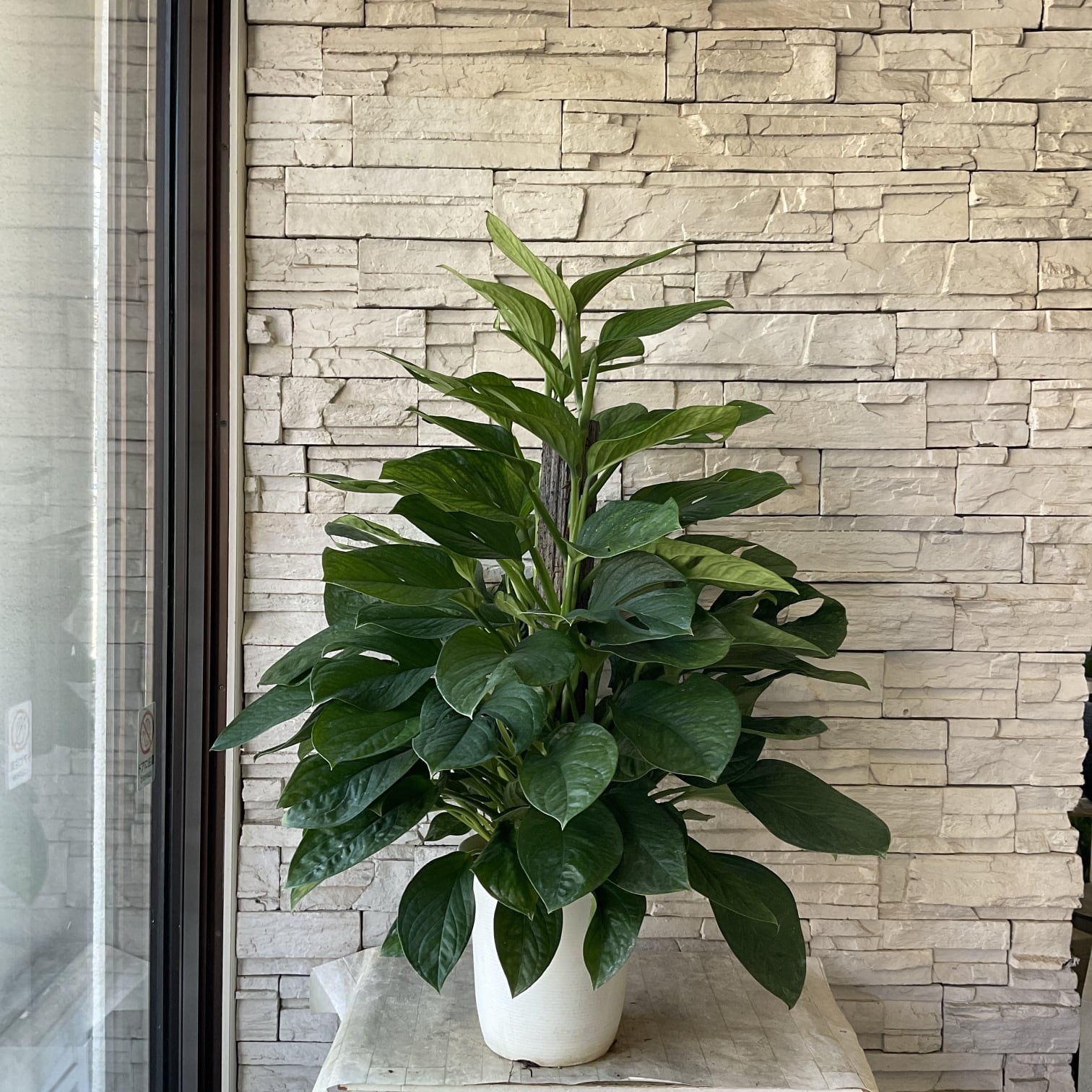 観葉植物 | 橋本種苗園