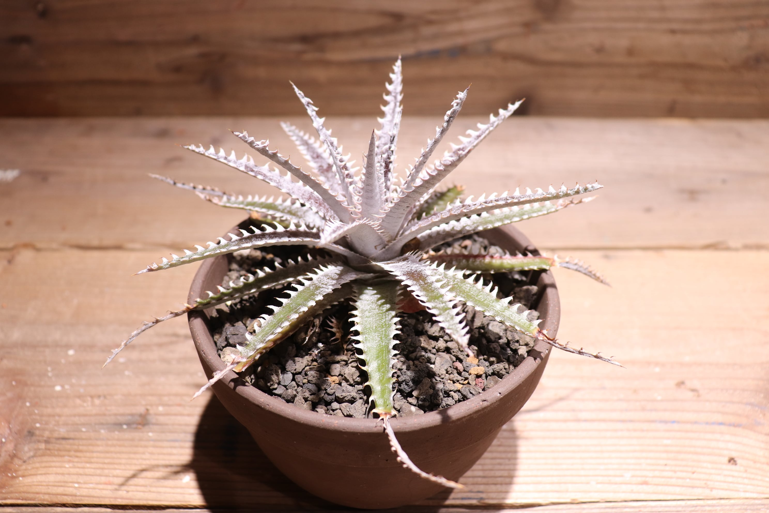 送料無料】 'Bill Paylen'〔ディッキア〕現品発送D0090 | plane plants