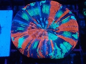 Scolymia Unique BlueRing