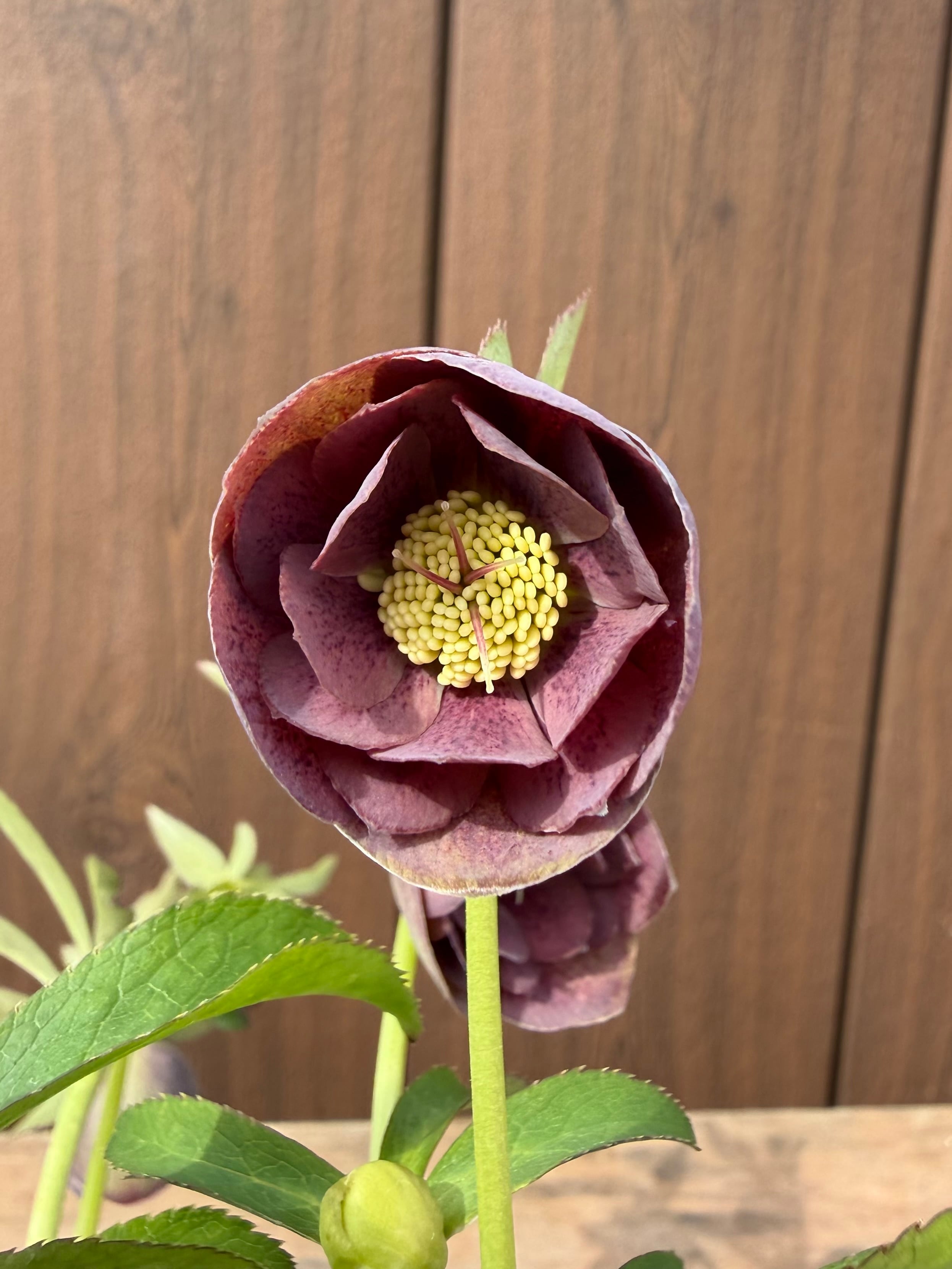 渋あずきカラーdd 加藤農園 クリスマスローズ【Ka10】送料無料