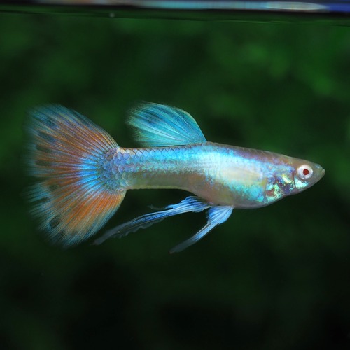 RREAラズリーネオンタキシードリボン　若魚1カルテット＋おまけ1ペア