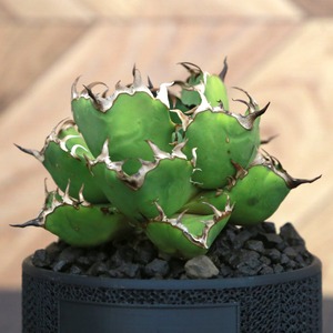 Agave Titanota 黒鯨 (Black Whale) アガベ チタノタ / 中株(3.5号鉢)/Lot.002