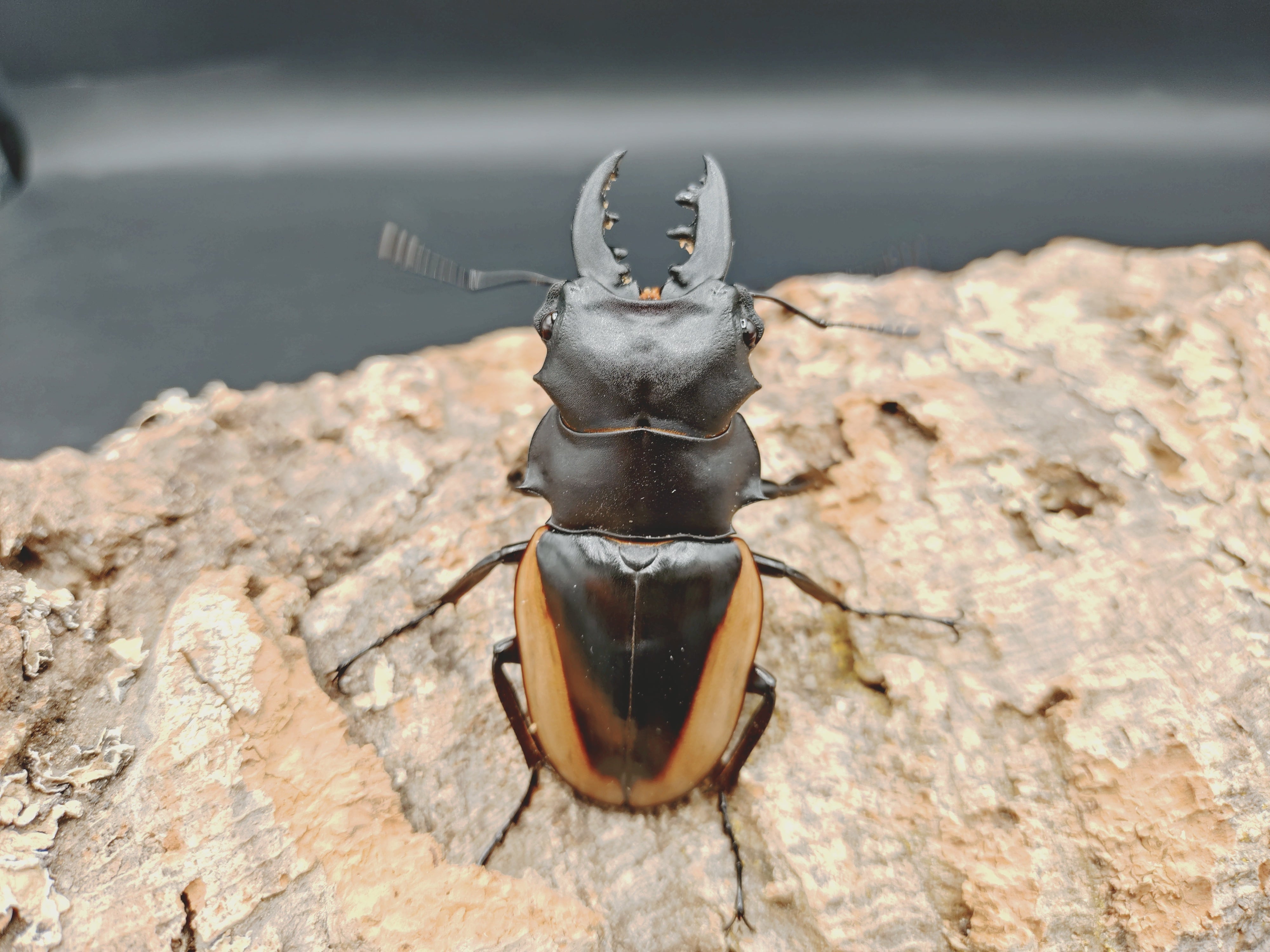クワガタムシ | クワガタムシ・カブトムシ専門ショップ CIEL