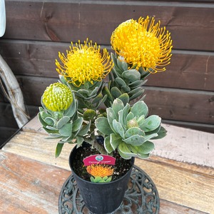 リューコスペルマム　カーニバルカッパー②