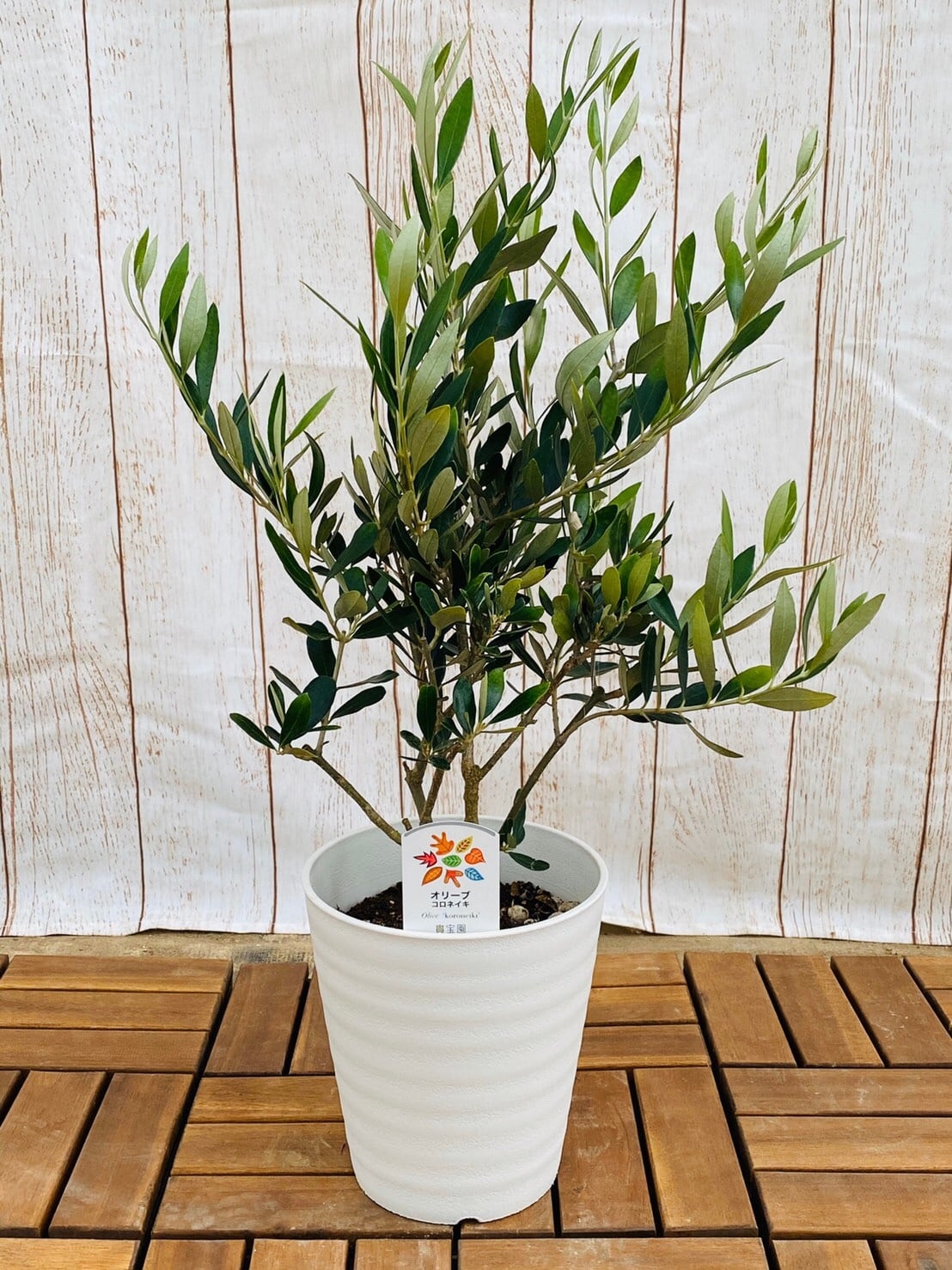 観葉植物 コルディリネ・サンゴ 7号 ① | ハウスプランツショップ 観葉