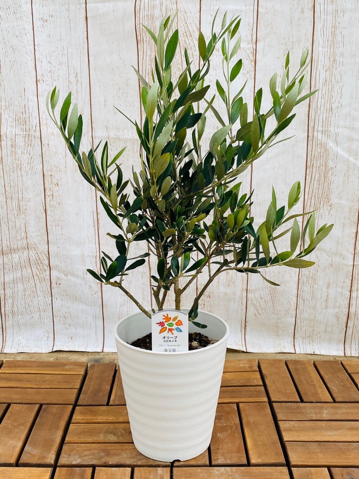 オリーブ・コロネイキ 枝 6号 | ハウスプランツショップ 観葉植物の 