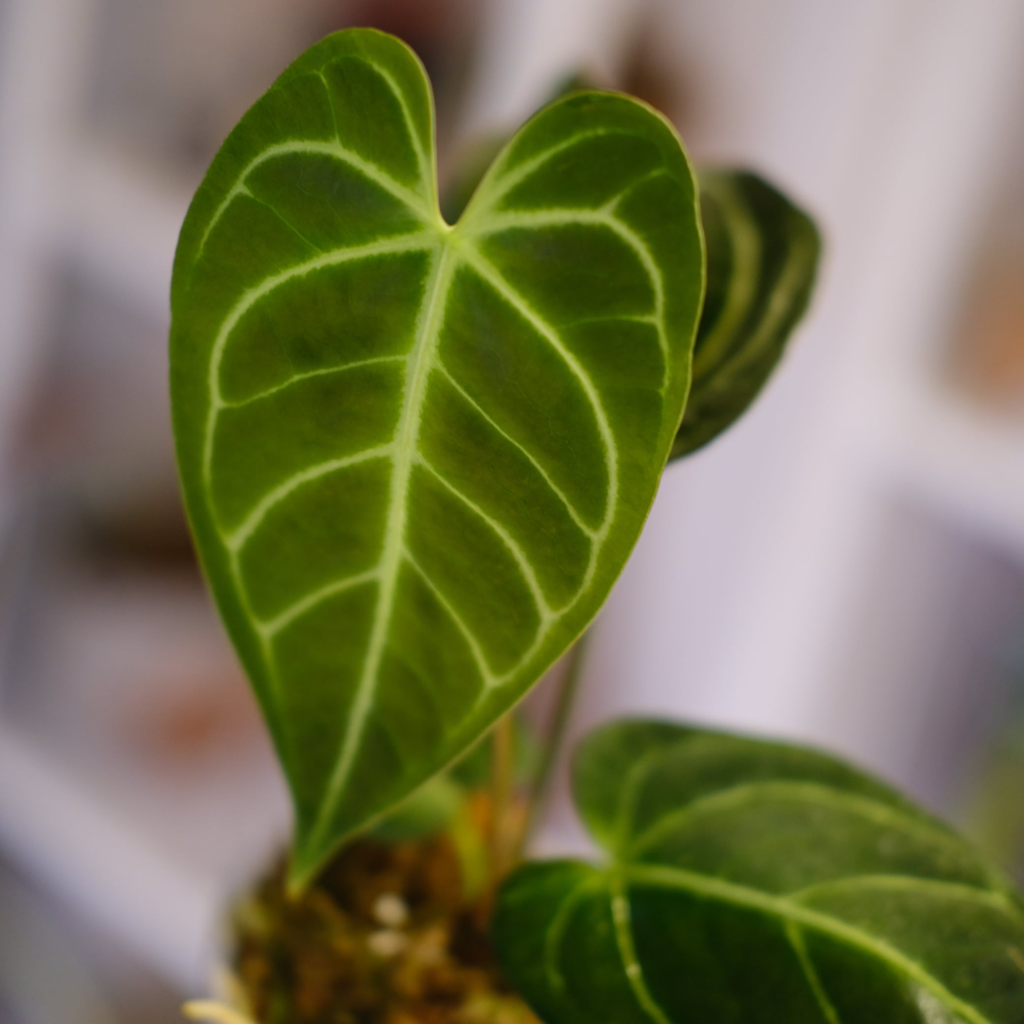 アンスリウム / Anthurium | tokyoplants (トーキョープランツ)｜希少
