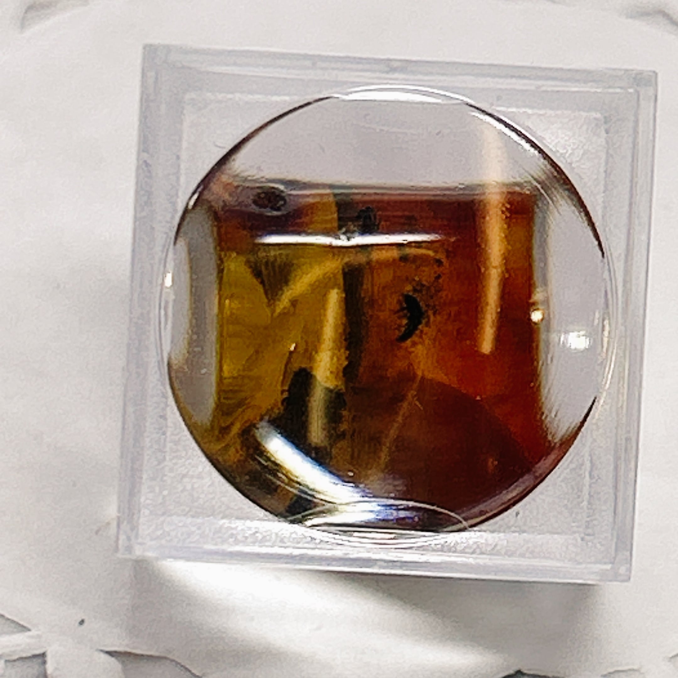 化石]琥珀・アンバー | クリスタル・ワールド御徒町店