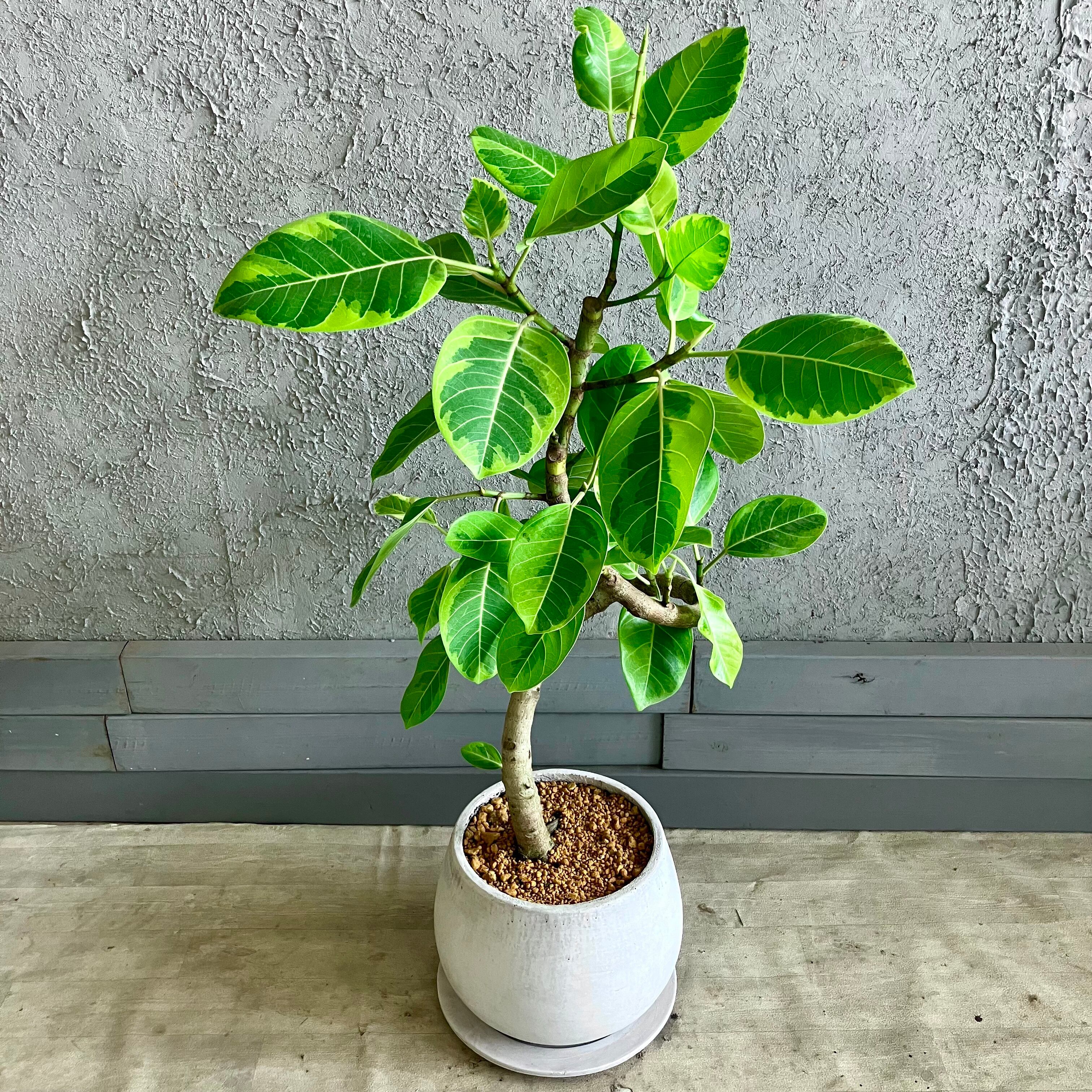 フィカス・ウンベラータ XL #2 | 観葉植物の通販 AND PLANTS (アンド