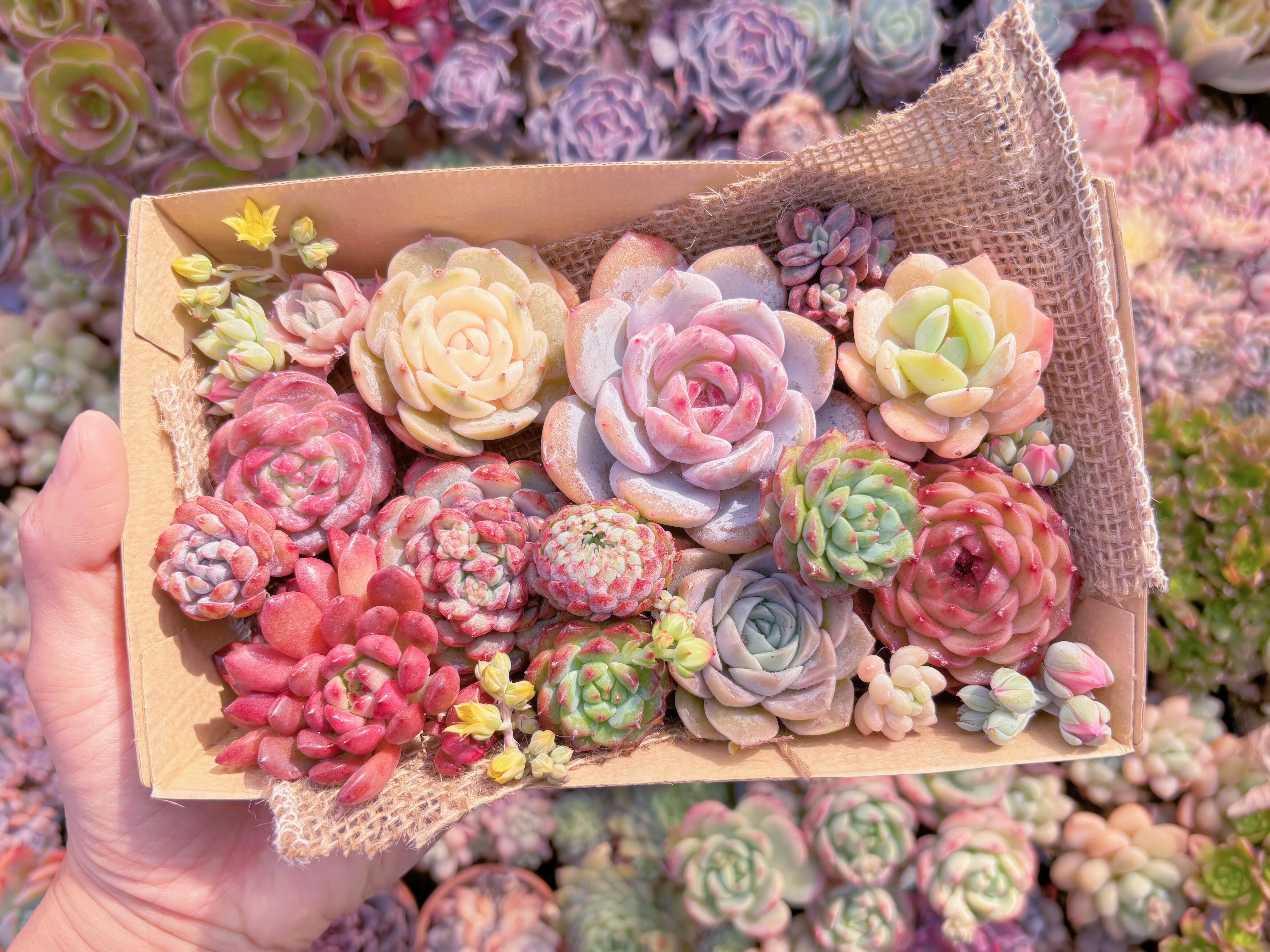 現品　寄せ植えセット#588　12cmx20cm　るる農園