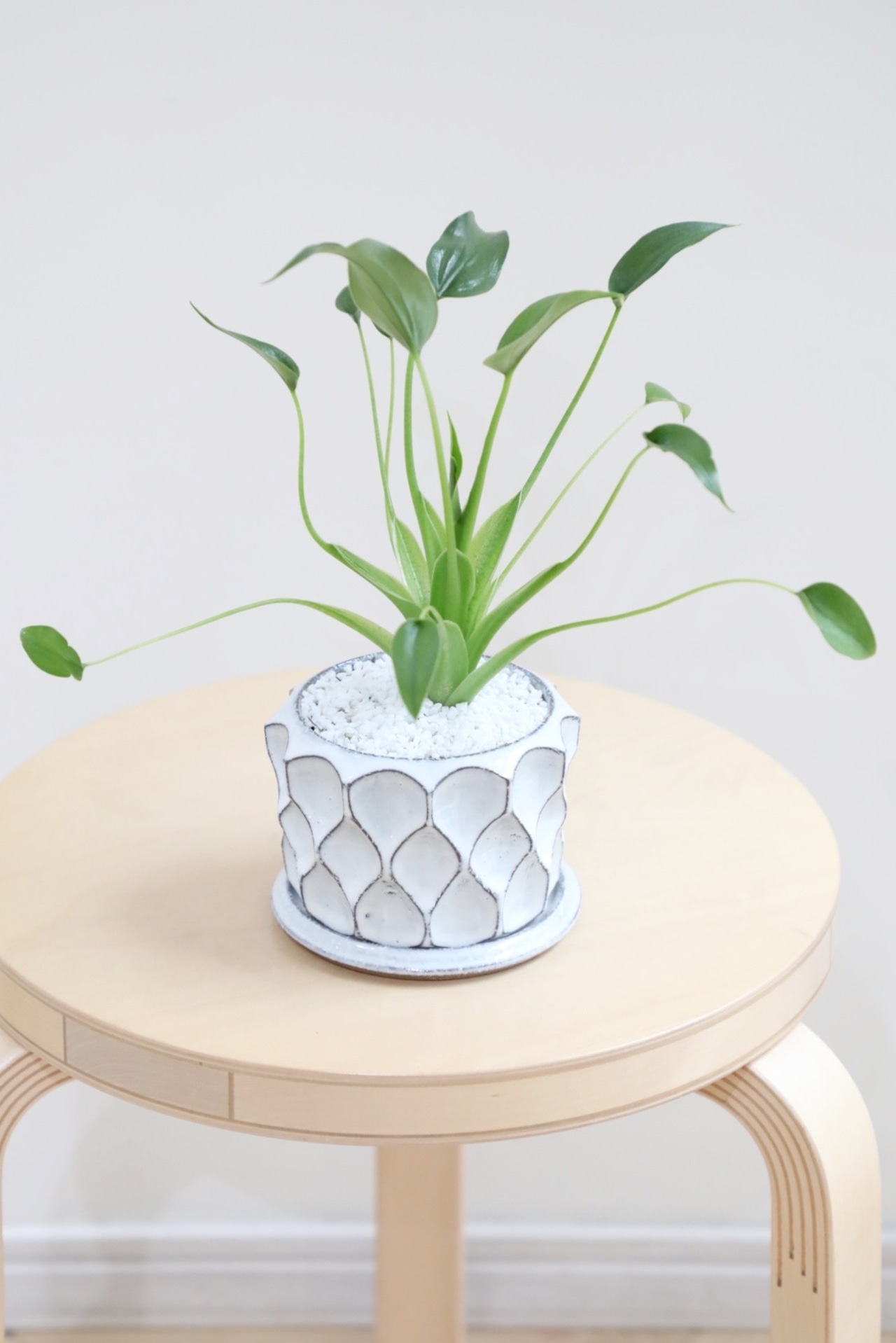 【M】アロカシア タイニーダンサー/Alocasia