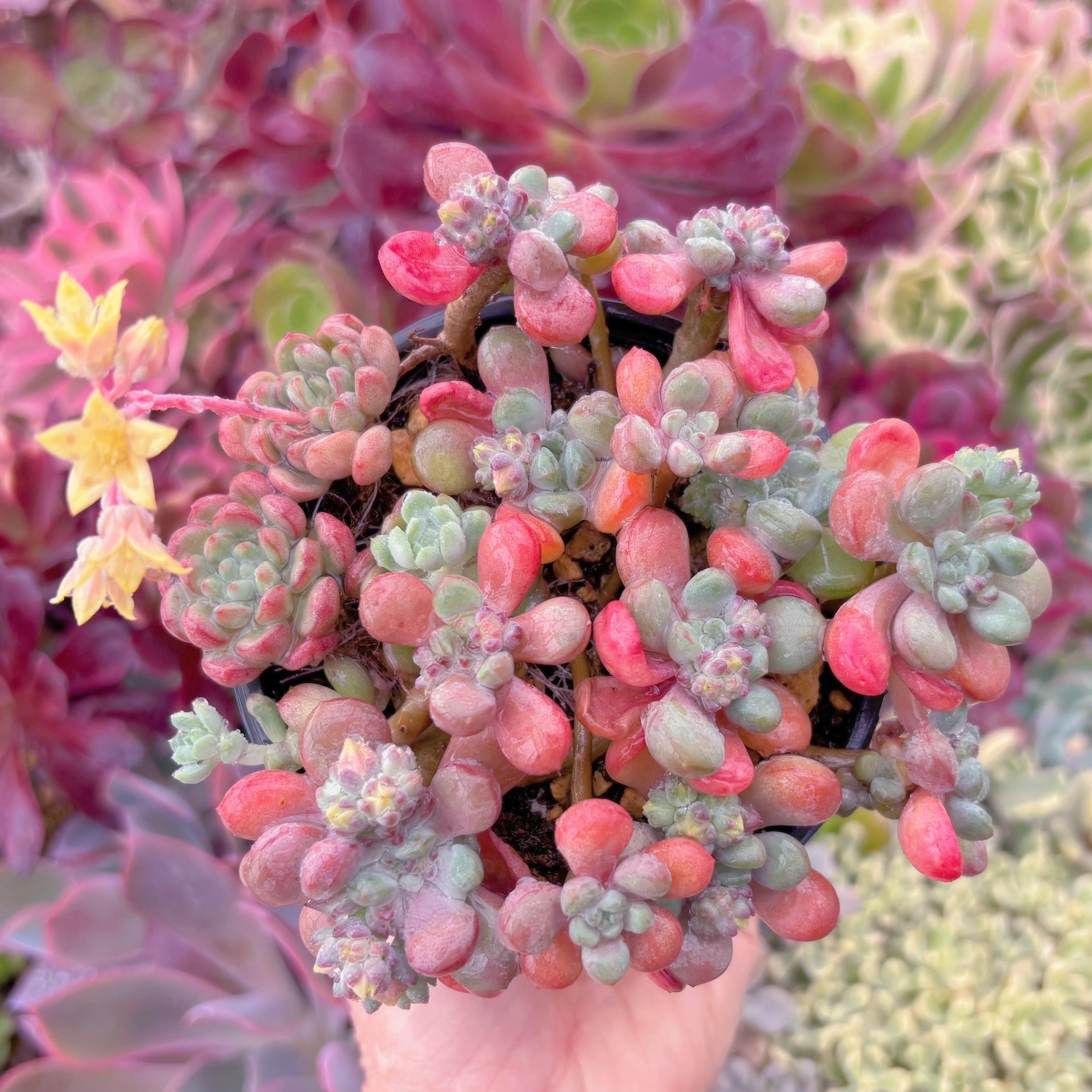 現品　萌豆#258　大群生　るる農園