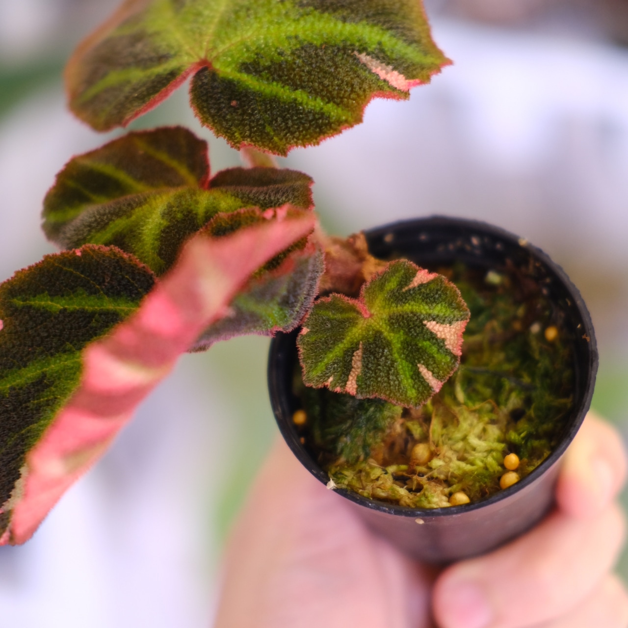 Begonia soli mutata Variegated│ベゴニア ソリムタータ バリエガータ ピンク③│観葉植物