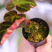 Begonia soli mutata Variegated│ベゴニア ソリムタータ バリエガータ ピンク③│観葉植物
