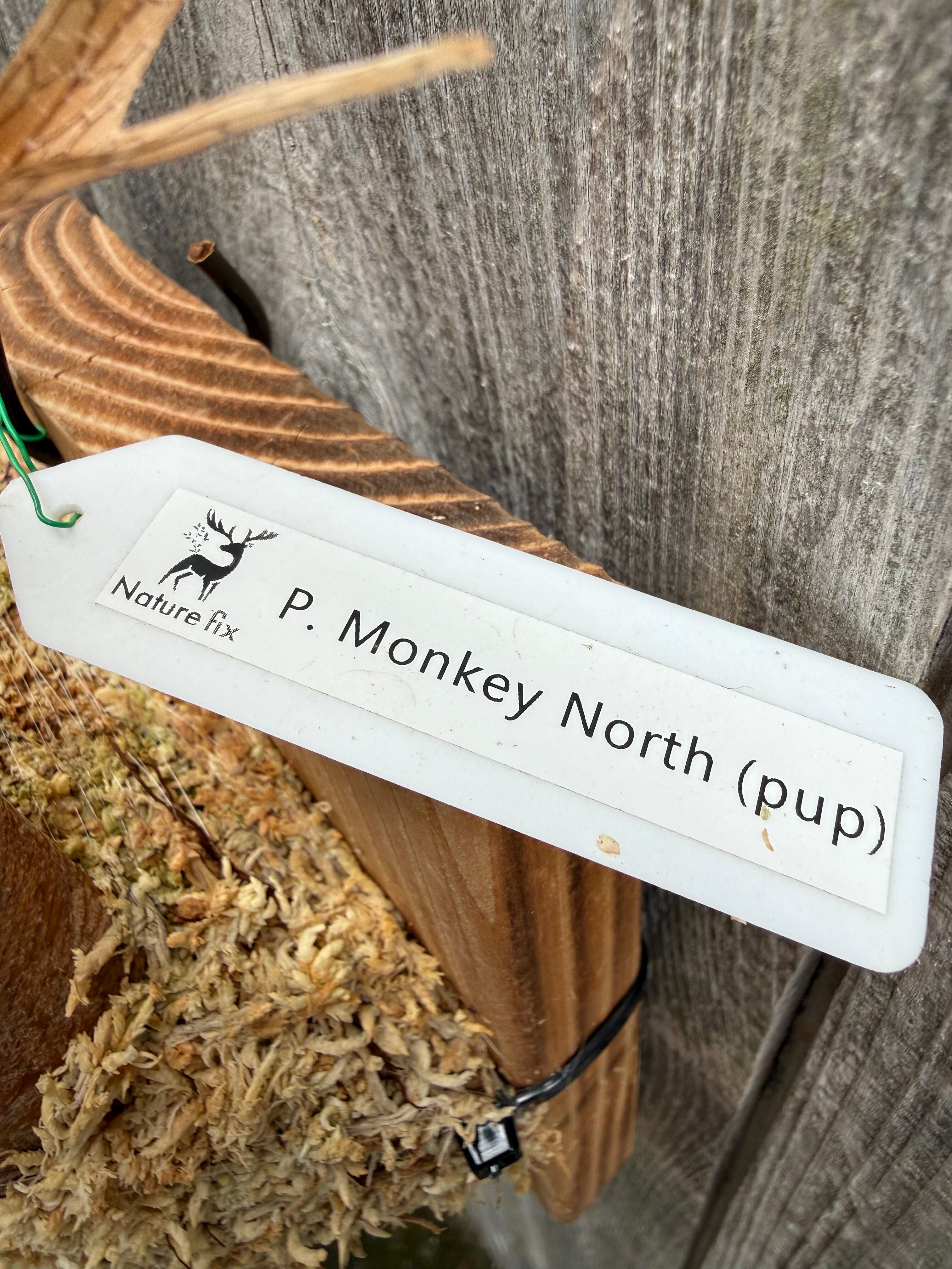 P. Monkey North (pup) | naturefix