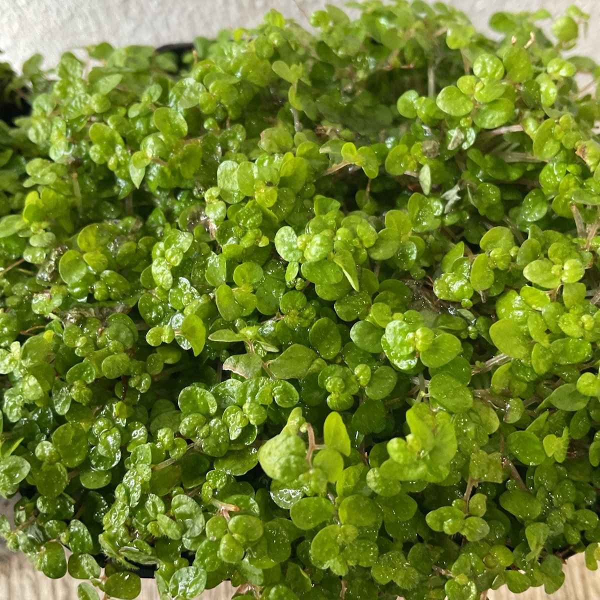 ベビーティアーズ 天使の涙 橋本種苗園 ベビーティアーズ 天使の涙 橋本種苗園