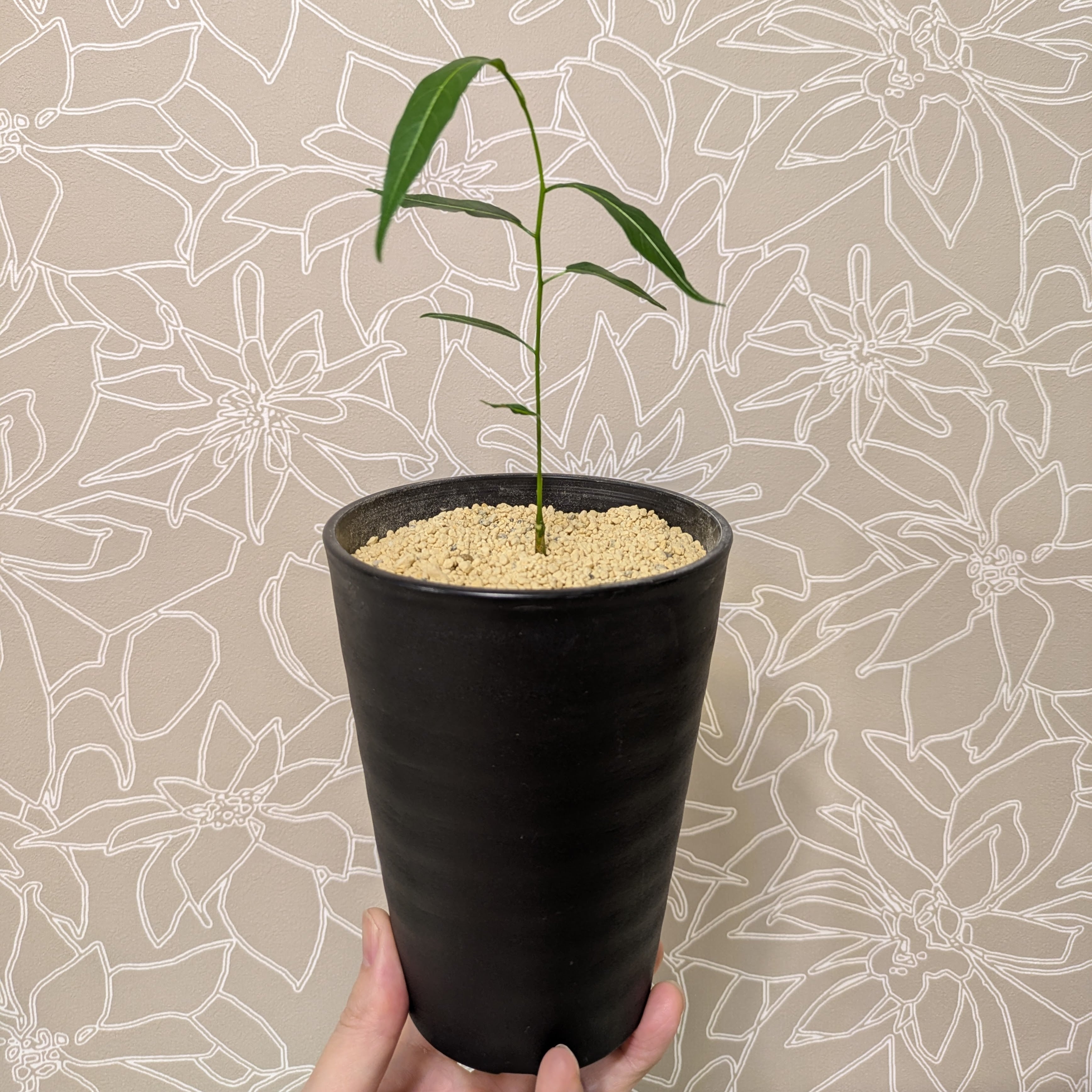 バオバブ・グランディディエリ 【実生苗】鉢・鉢皿セット | Moon-River