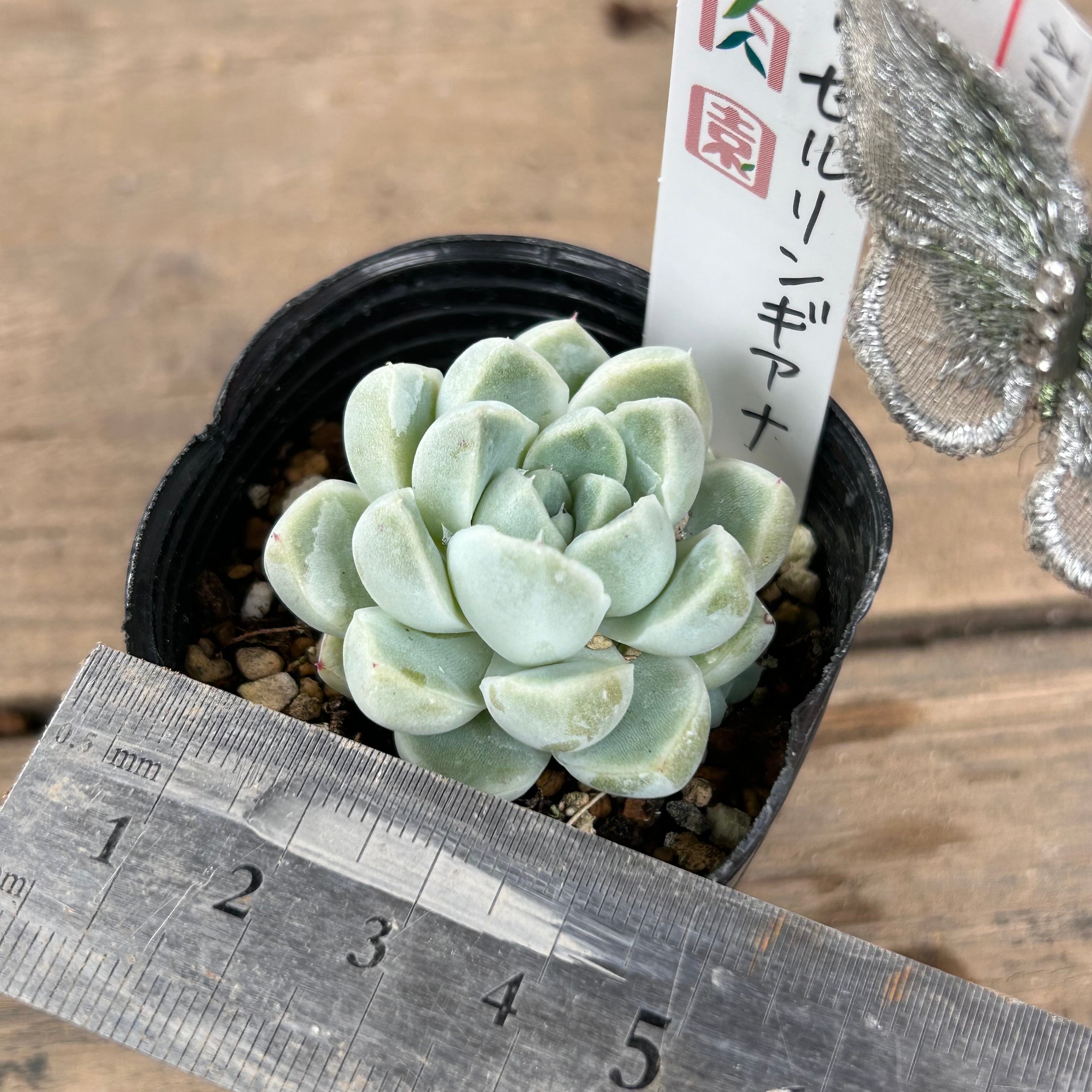 ケッセルリンギアナ | RuPo 多肉植物専門店