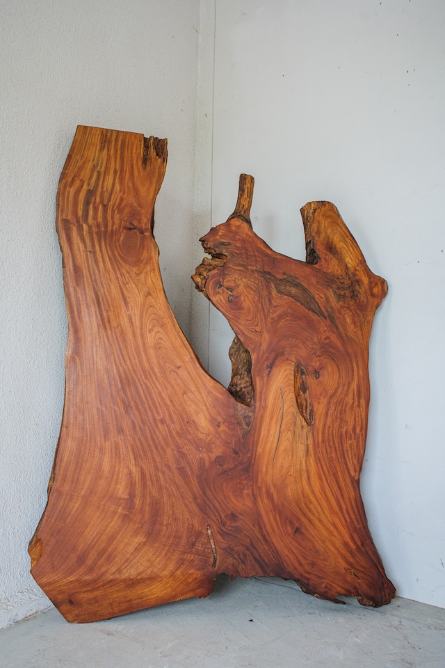 欅(Japanese Zelkova)
