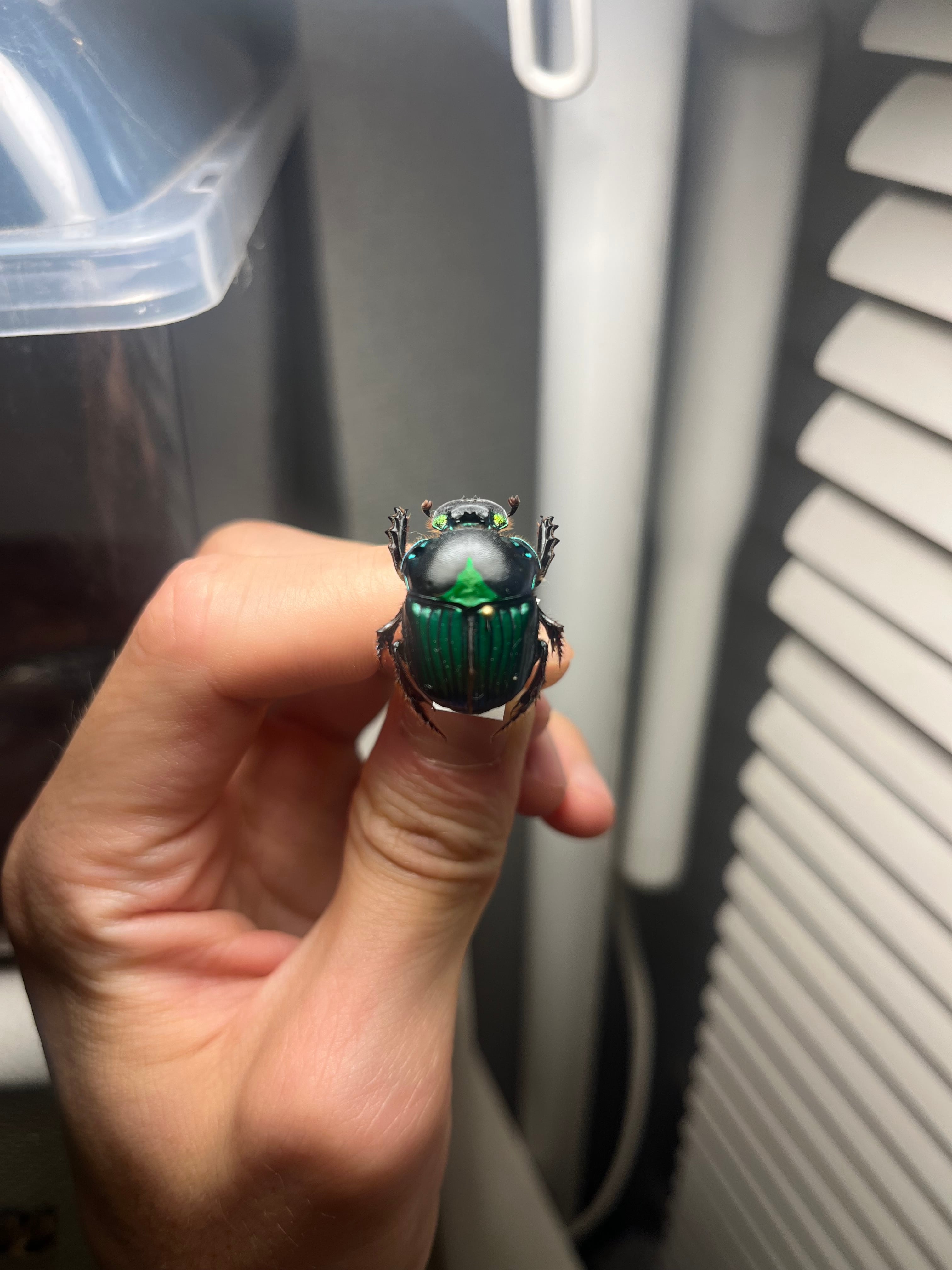 極美展足】Diabroctis mirabilisダイコクコガネ 24mm♀