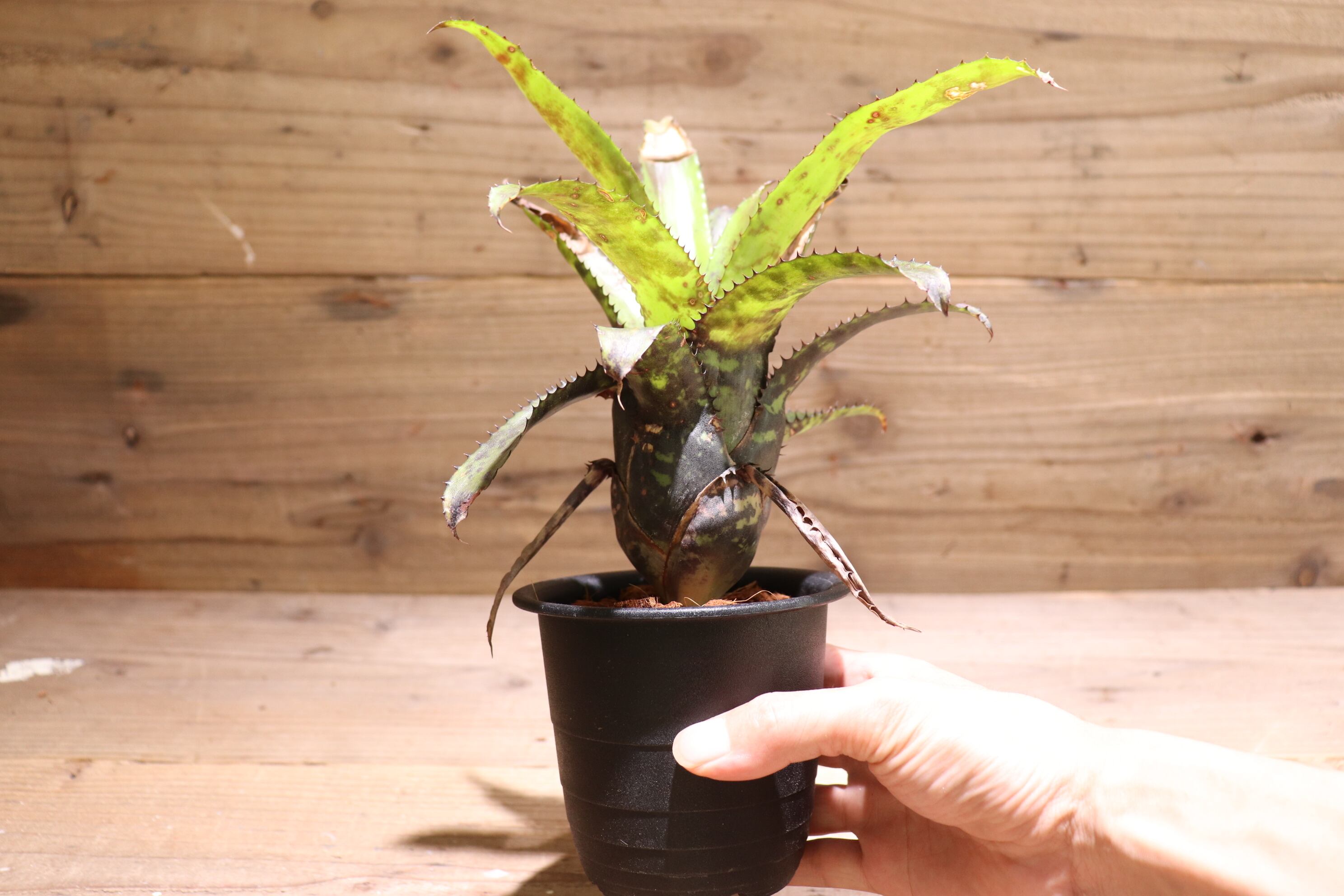 送料無料】Aechmea orlandiana seedling〔エクメア〕現品発送A0057