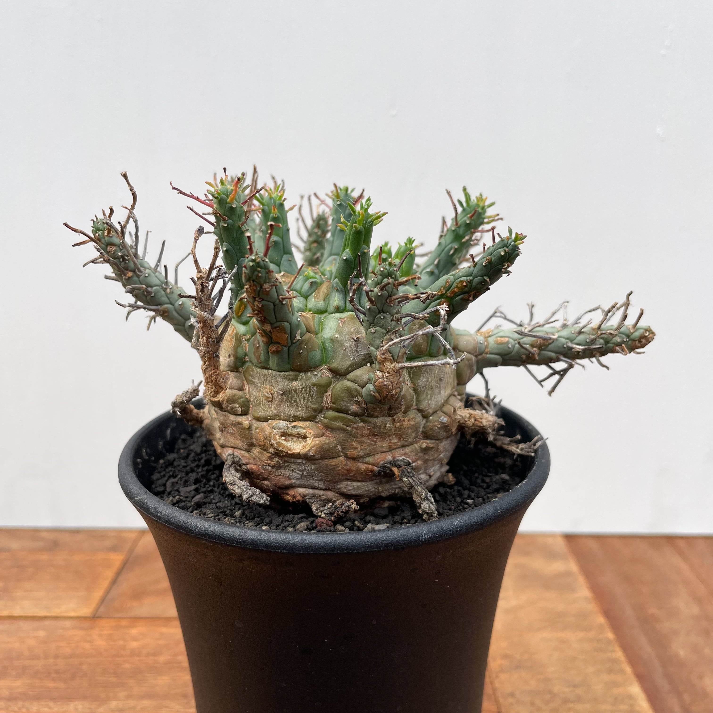 Euphorbia Decepta【ユーフォルビア・デセプタ】 | RIMO'S GREEN