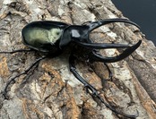 【WD】《インドアトラスオオカブト亜種マンテツ ラオス産 90mm ペア》