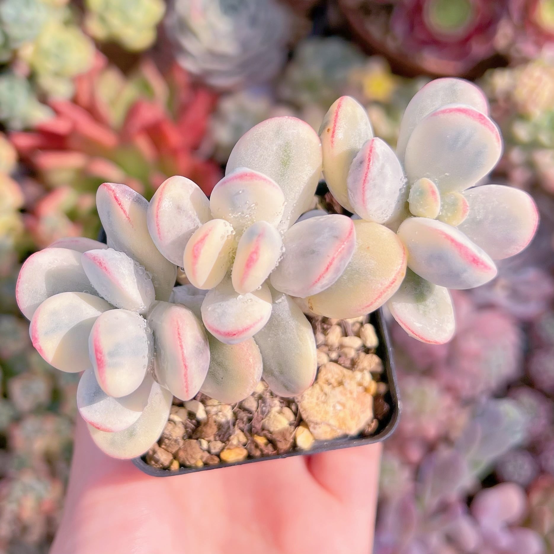 現品　達磨福娘錦#857　るる農園