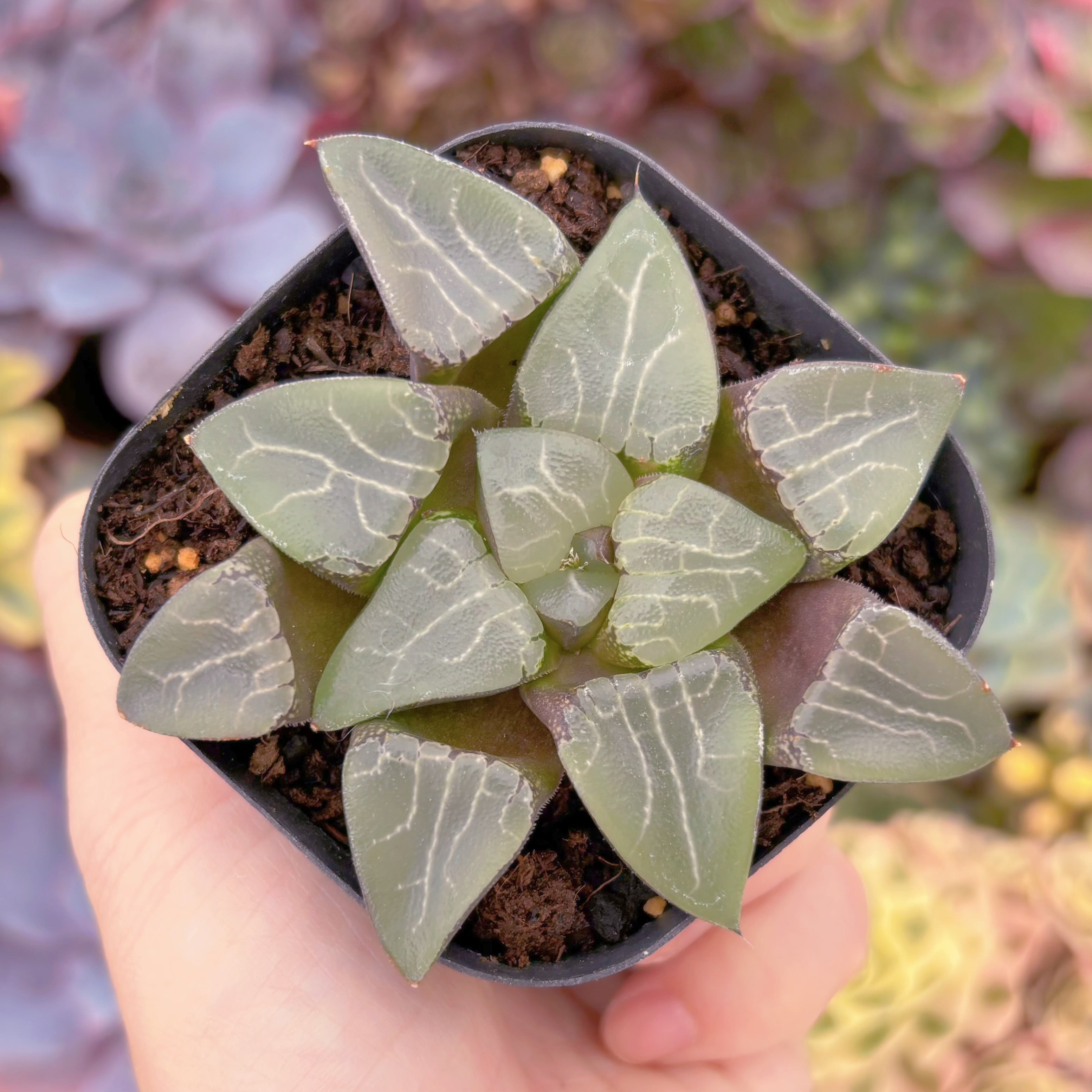 現品　ハオルチア　花影#595   るる農園