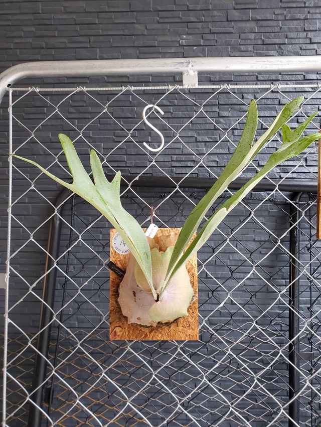 P.White Mae Aou  【artPLANTs】ビカクシダ/Platycerium