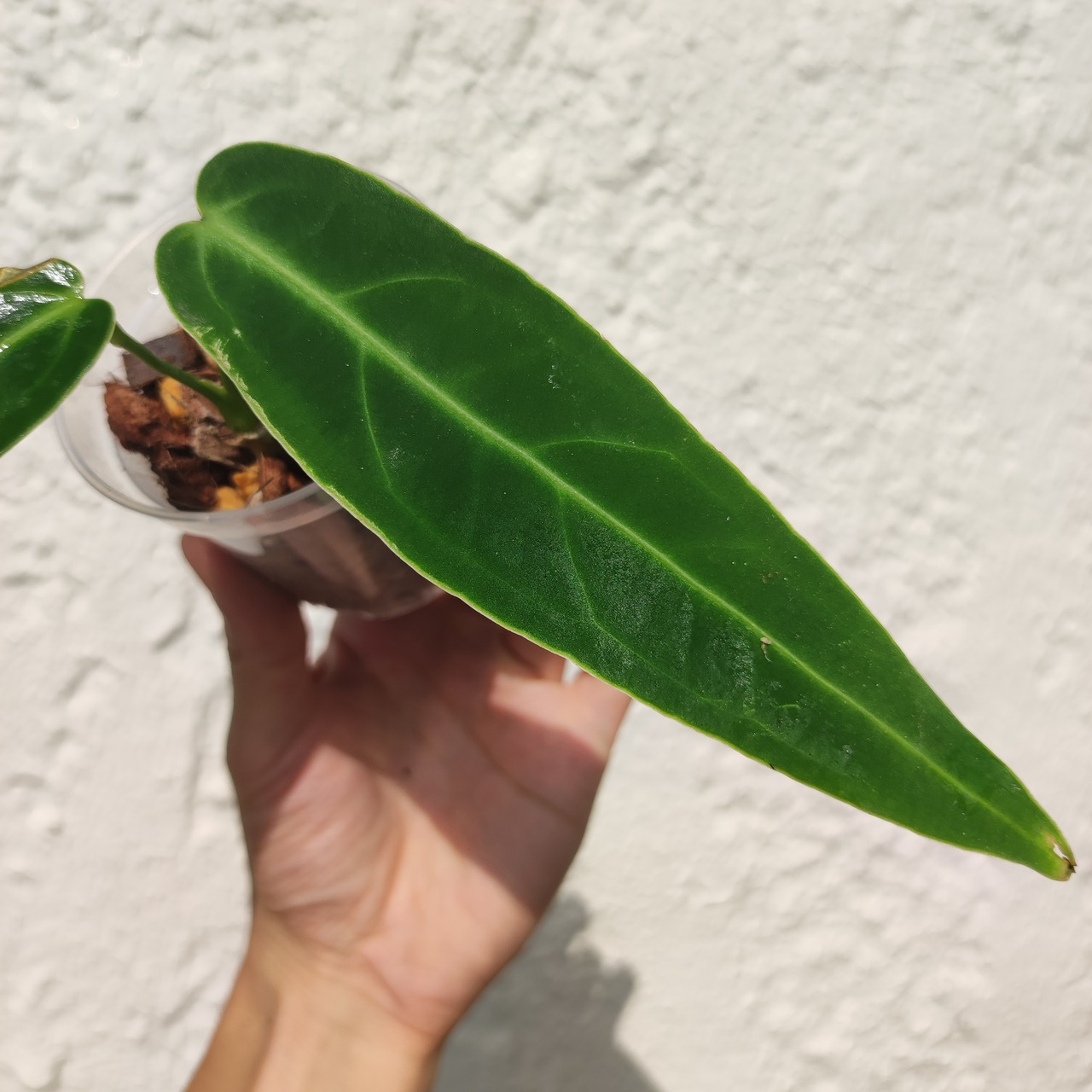 アンスリウム ワロクアーナム / Anthurium warocqueanum⑮ / 観葉植物<育て方・花言葉>