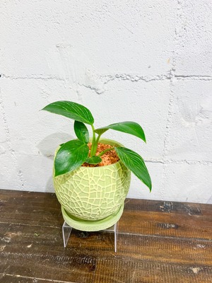 【melon】フィロデンドロン