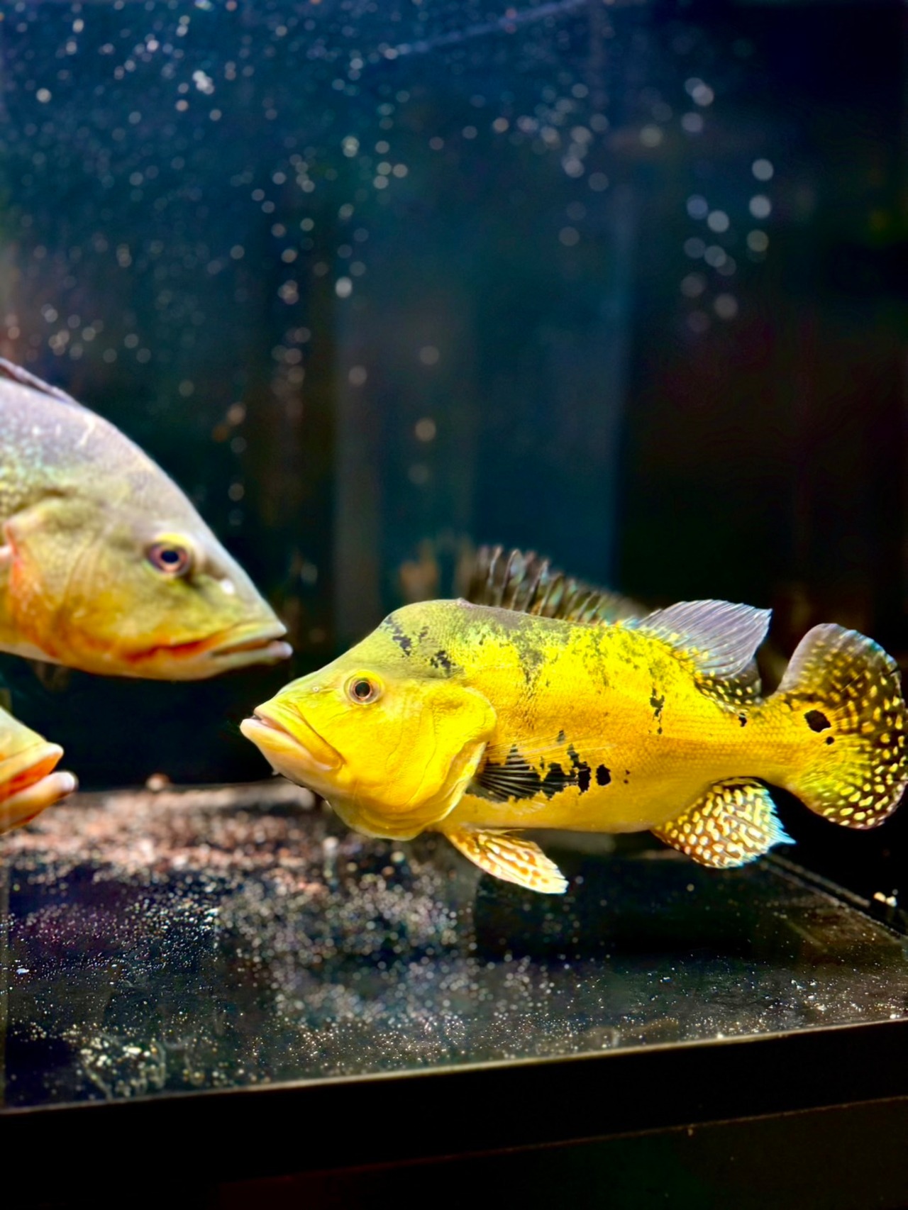 タイガーゲルベリー・ウルトラショートBIGサイズ - 4