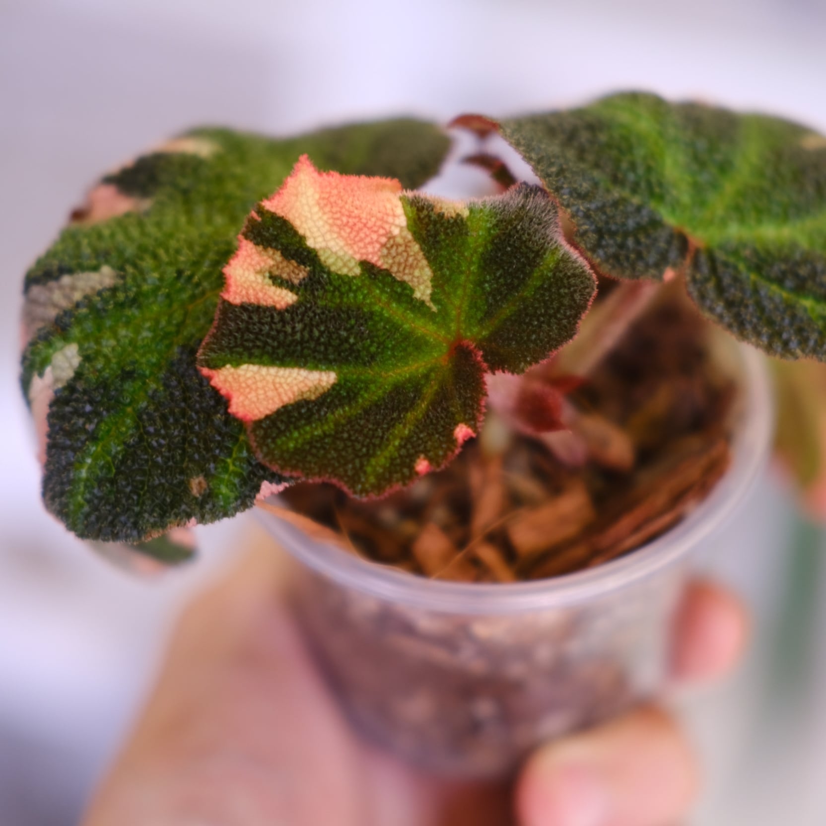 Begonia soli mutata Variegated│ベゴニア ソリムタータ バリエガータ