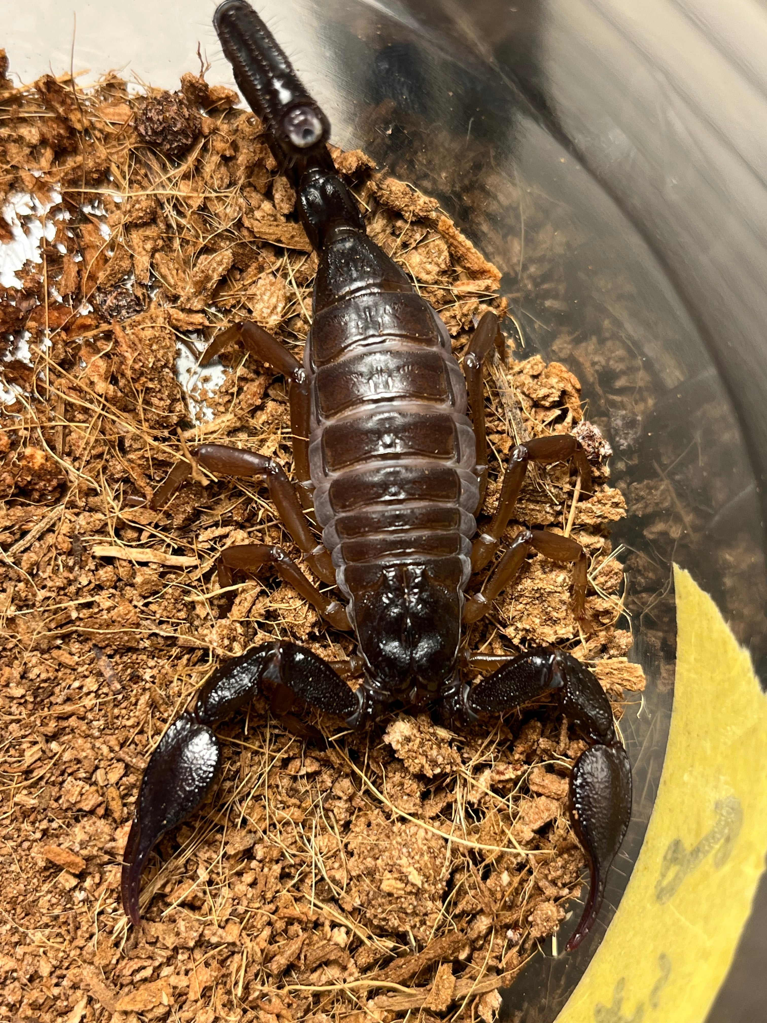 サソリ | オモニキチュウ