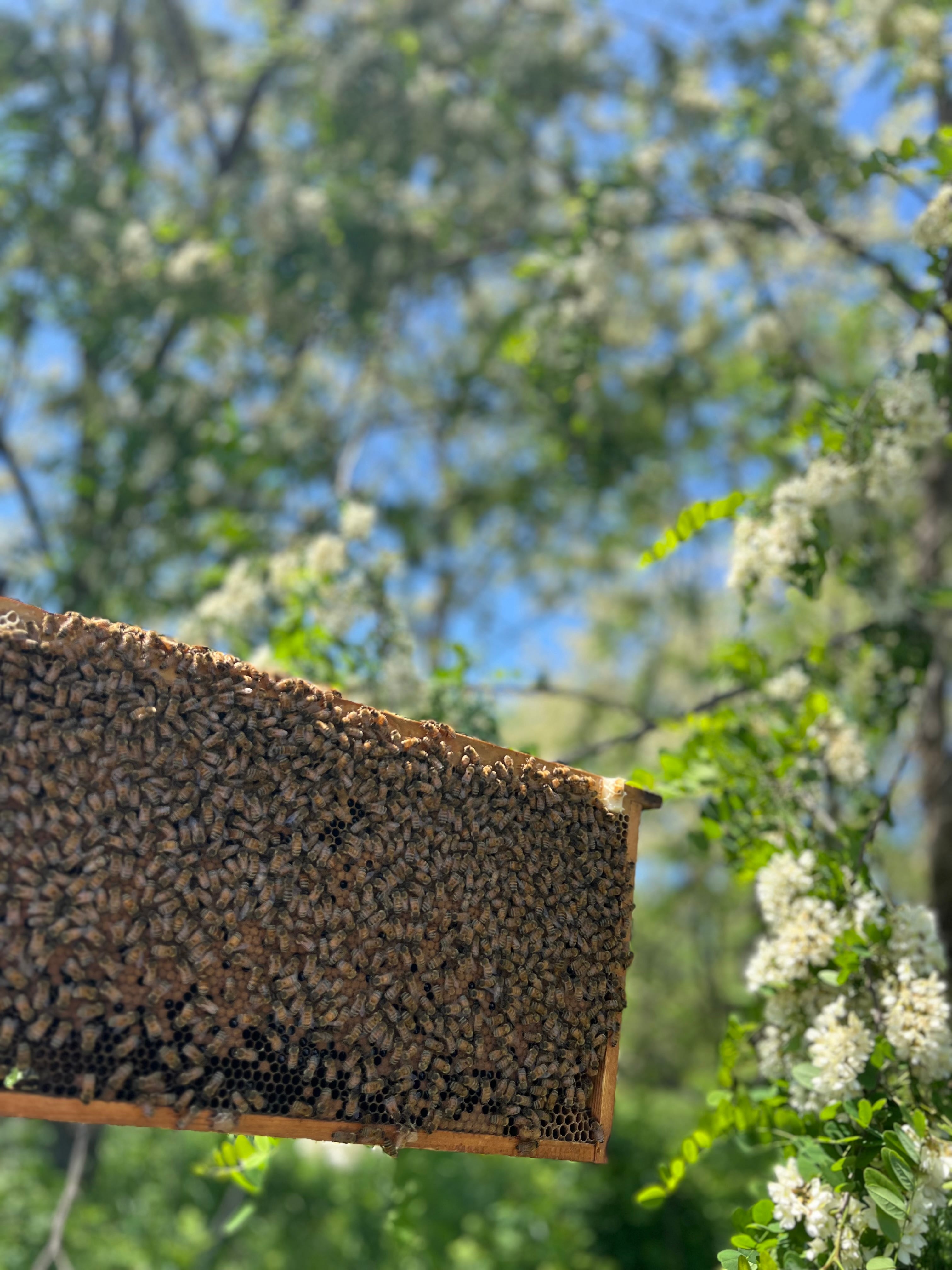 国産完熟生はちみつ アカシア（非加熱蜂蜜） 130g | はちみつ屋さんBeeBee