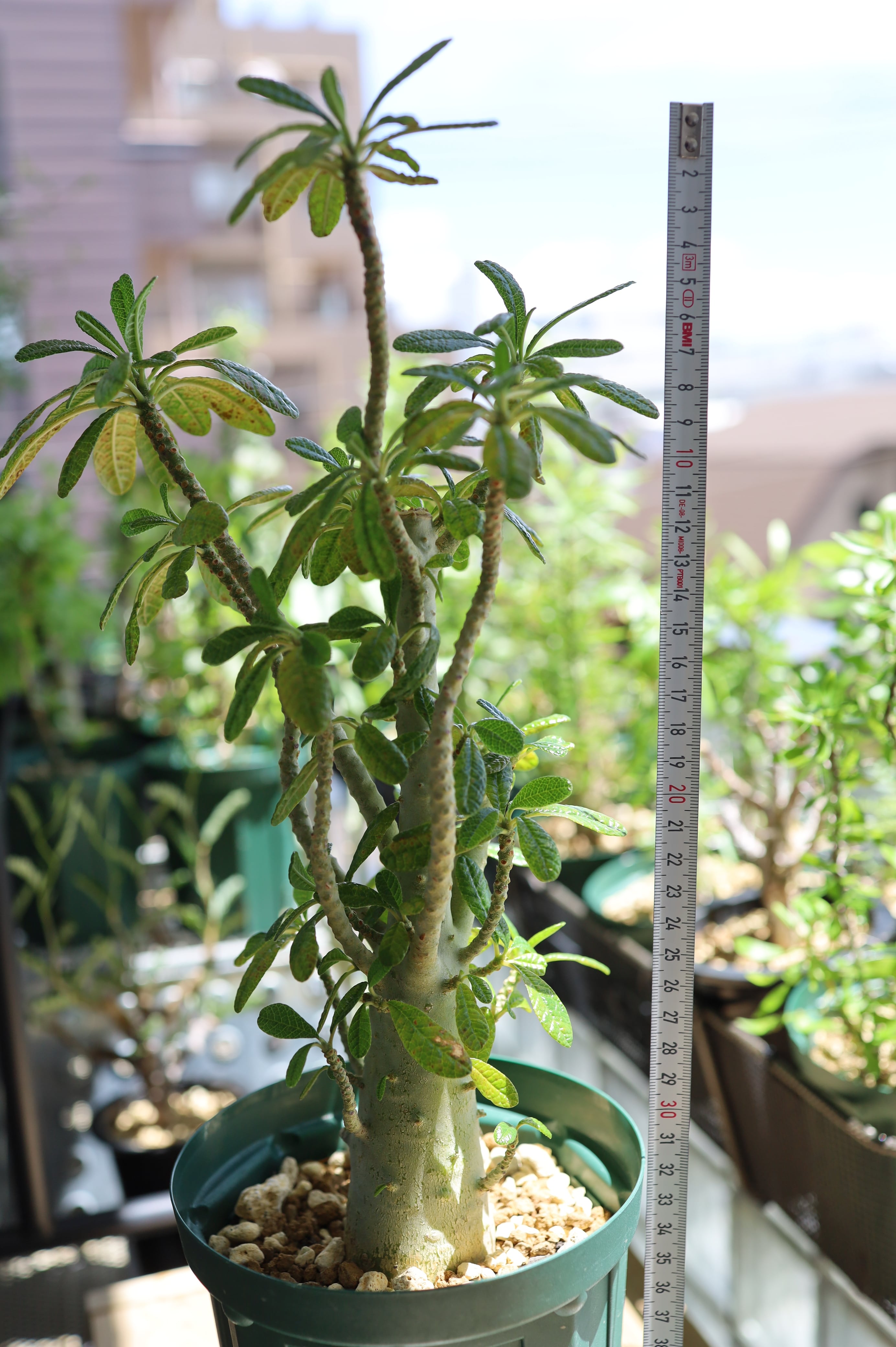 ドルステニアギガス　枝　104本 ドルステニアギガス 枝 104本 ドルステニアギガス 枝 104本 ドルステ