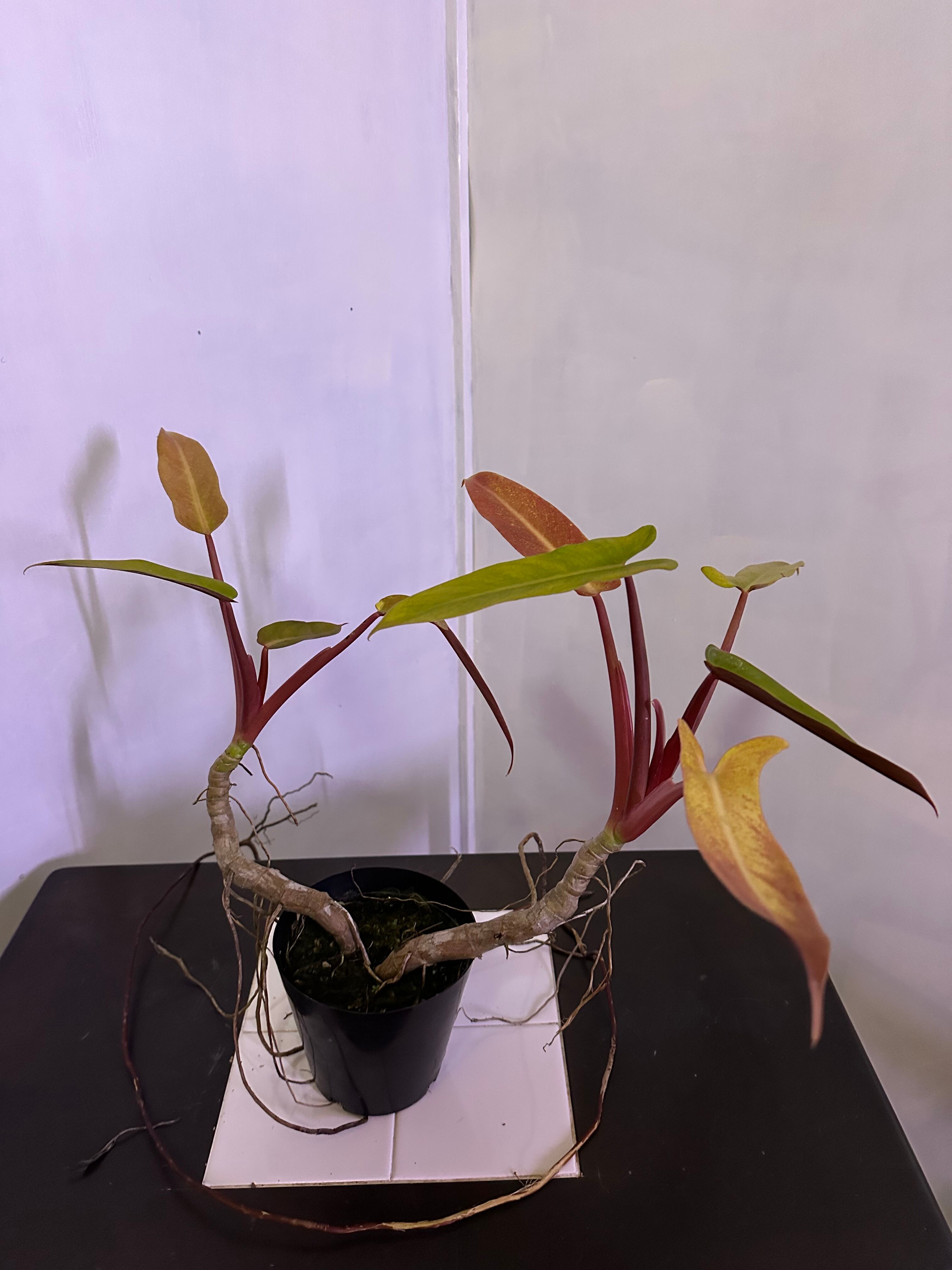 Alocasia Watsoniana Pink var アロカシア ワトソニア ピンク