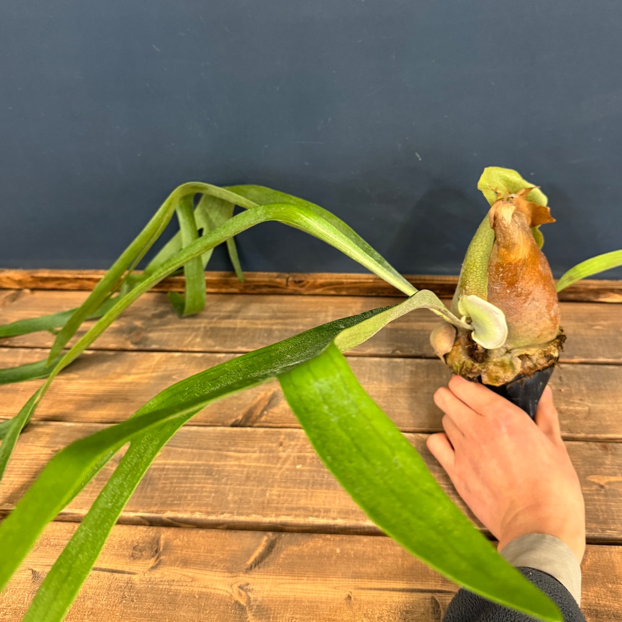 ビカクシダ alcicorne【1031】