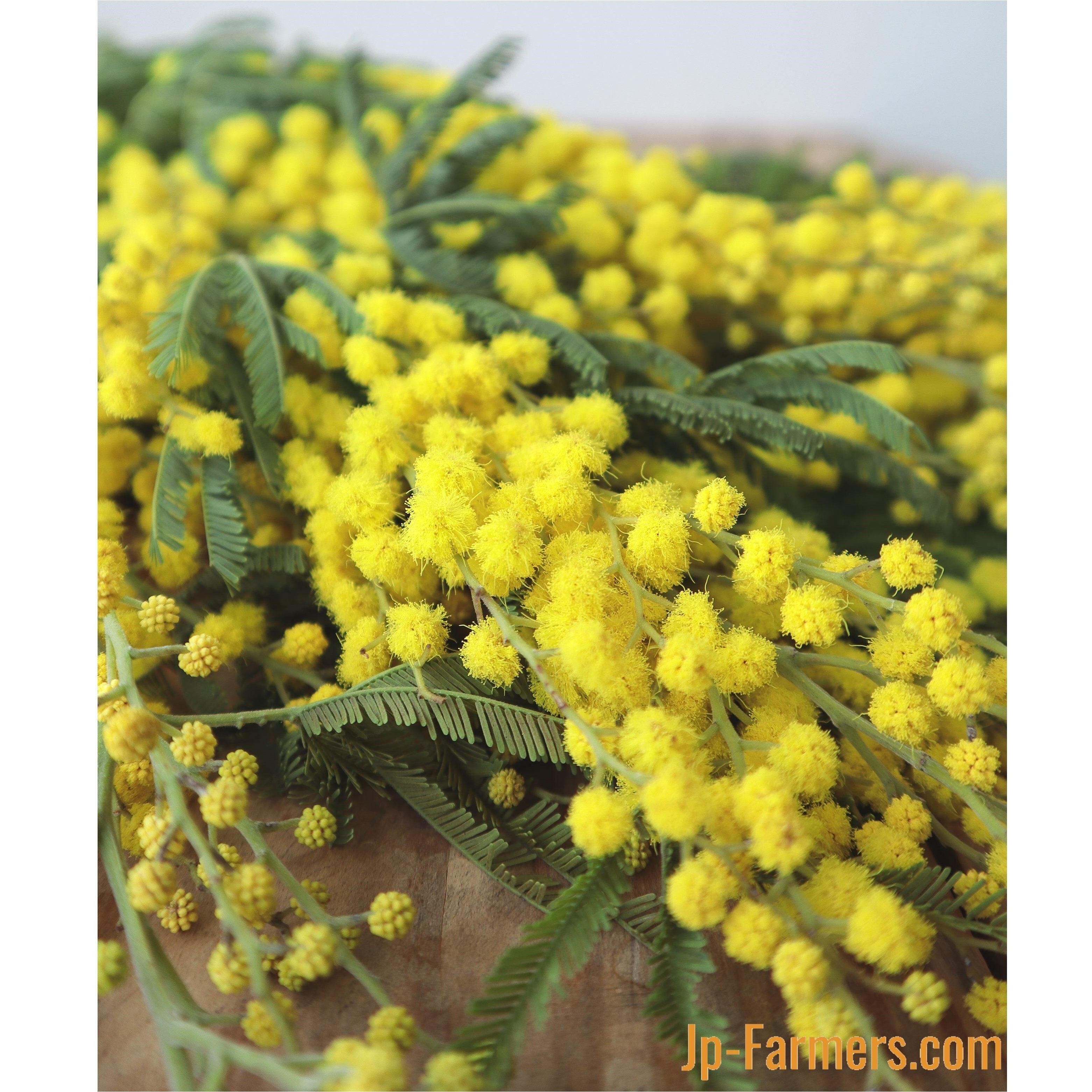 ふわふわの黄色いお花 冬の太陽 イタリア産 ミモザアカシア 新鮮花の問屋 Jp Farmers Com