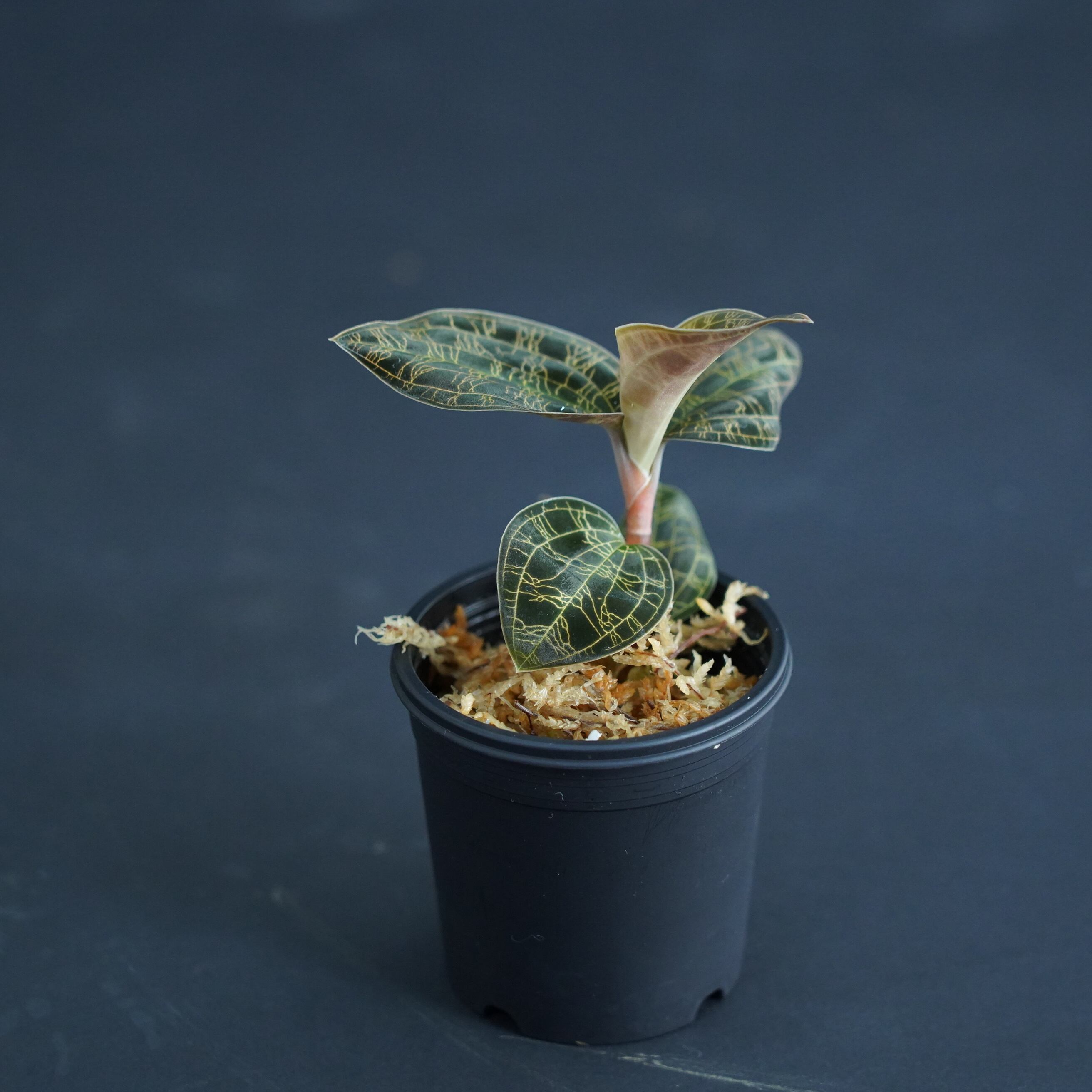 Macodes petola Platinum マコデス ペトラ プラチナム Macodes petola